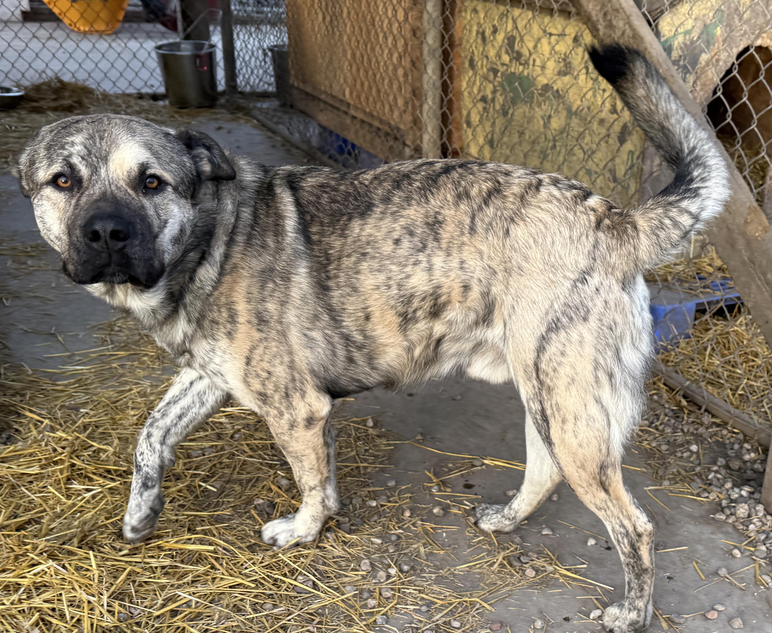 Freddy, adopted, Adult Male Mastiff.