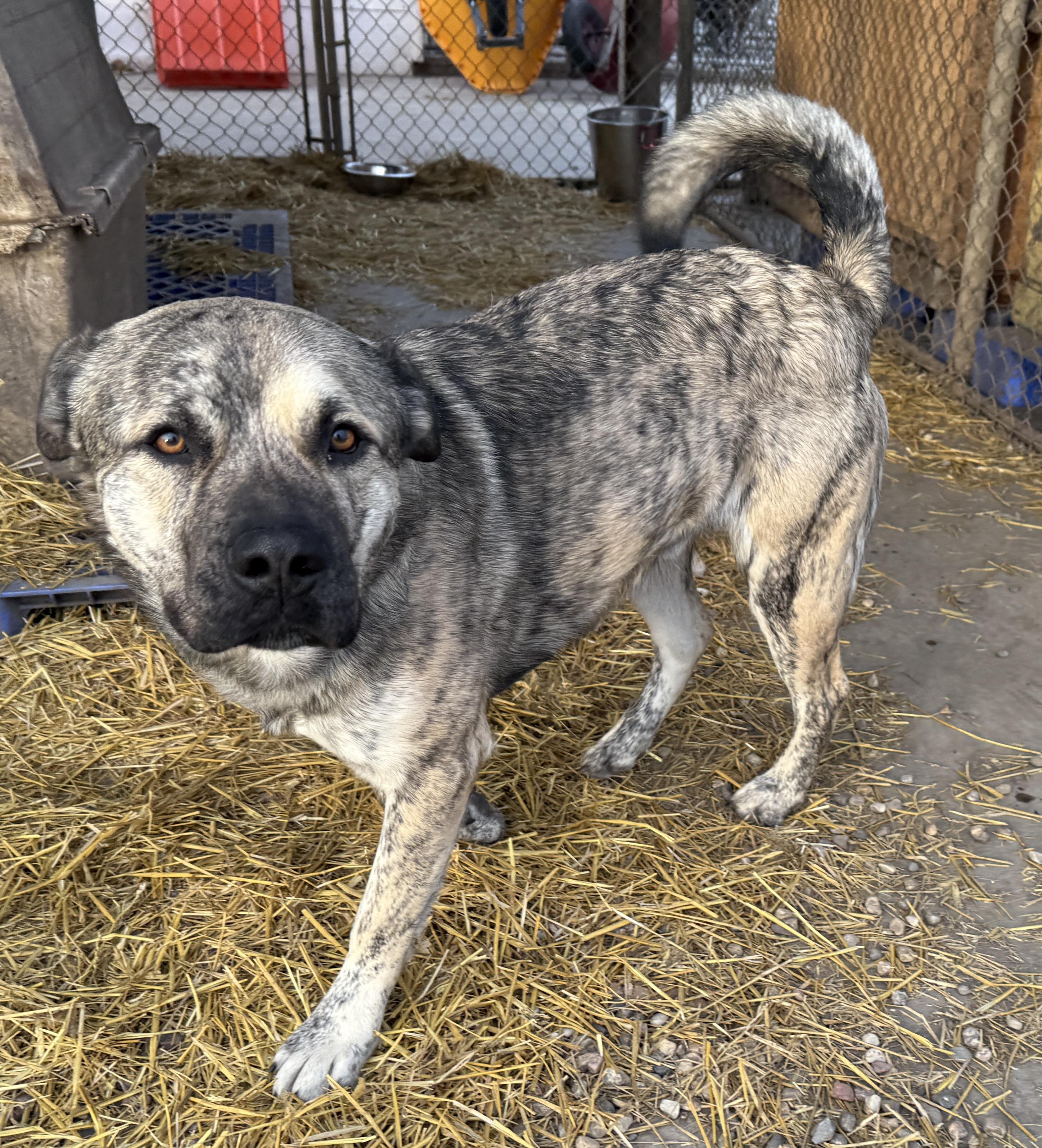 Enlarge Freddy, an adopted mixed breed in Meadow Lake, SK image 2/5