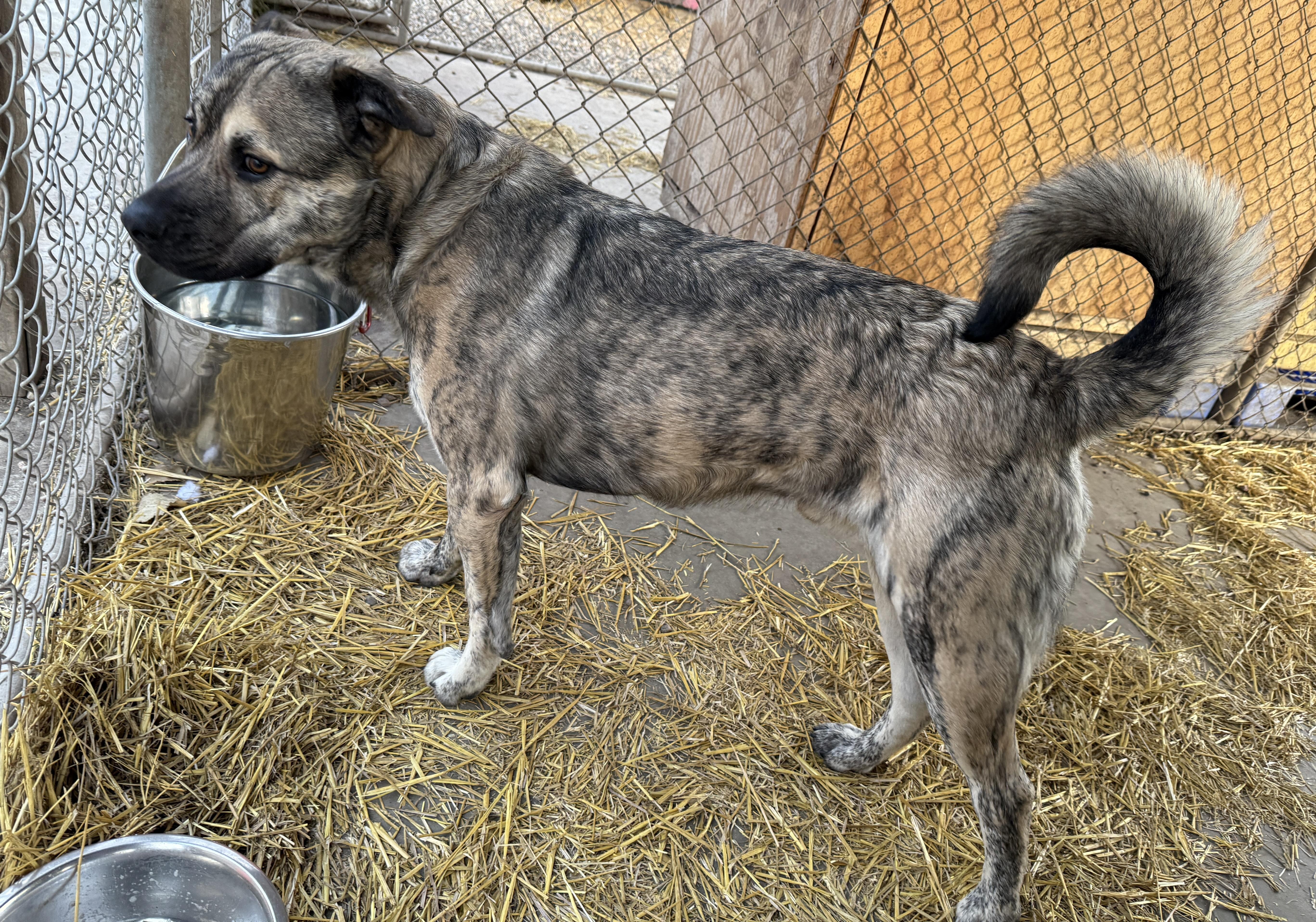 Enlarge Freddy, an adopted mixed breed in Meadow Lake, SK image 4/5