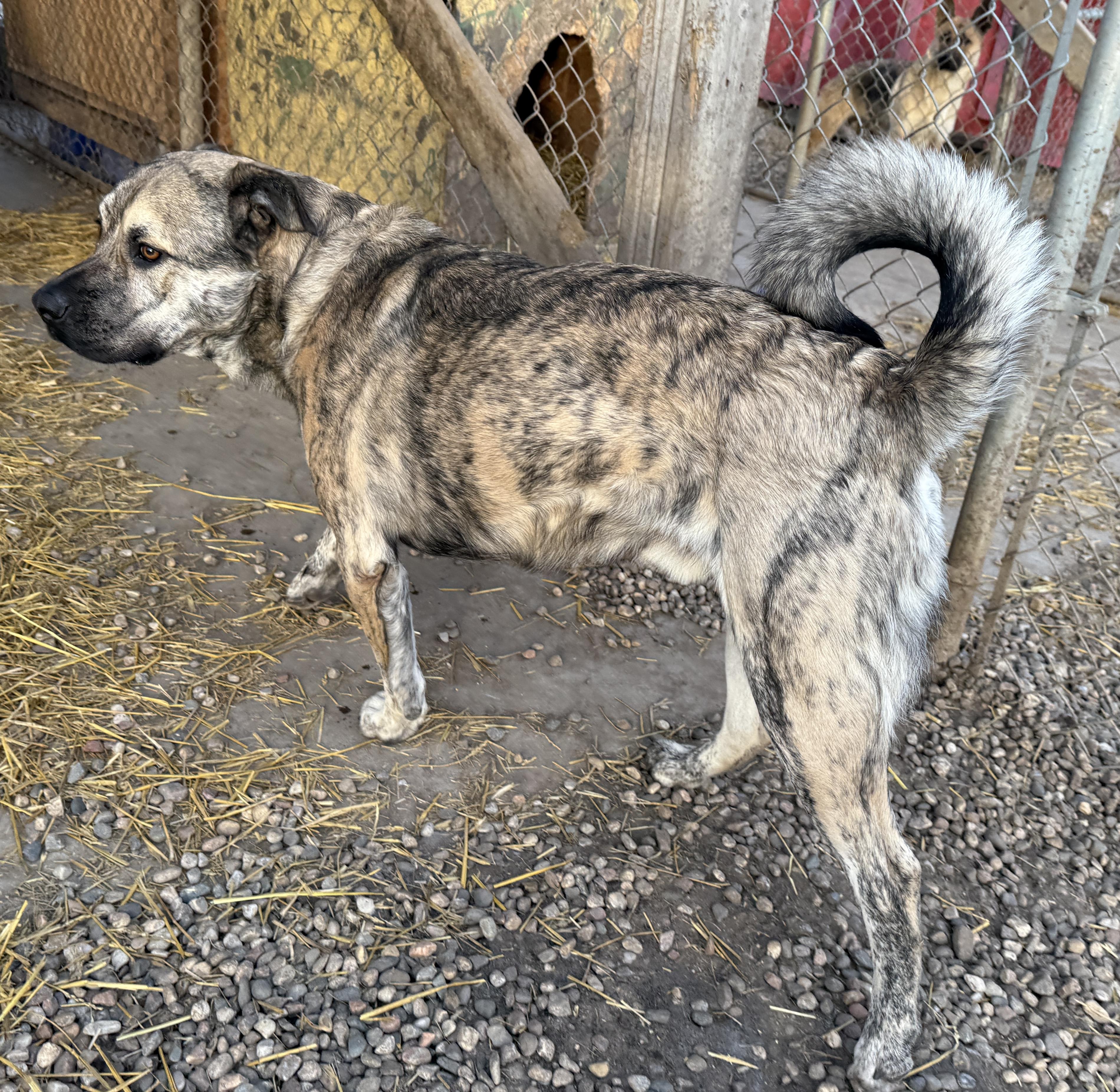 Enlarge Freddy, an adopted mixed breed in Meadow Lake, SK image 5/5