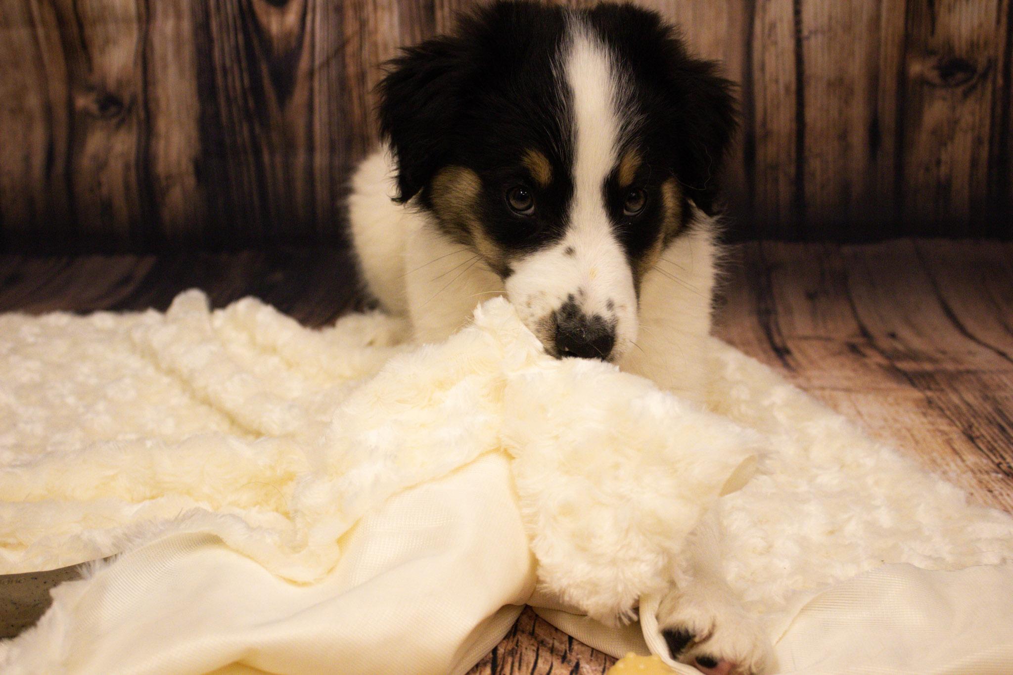 Enlarge Scout, an adopted mixed breed in Neillsville, WI image 1/6