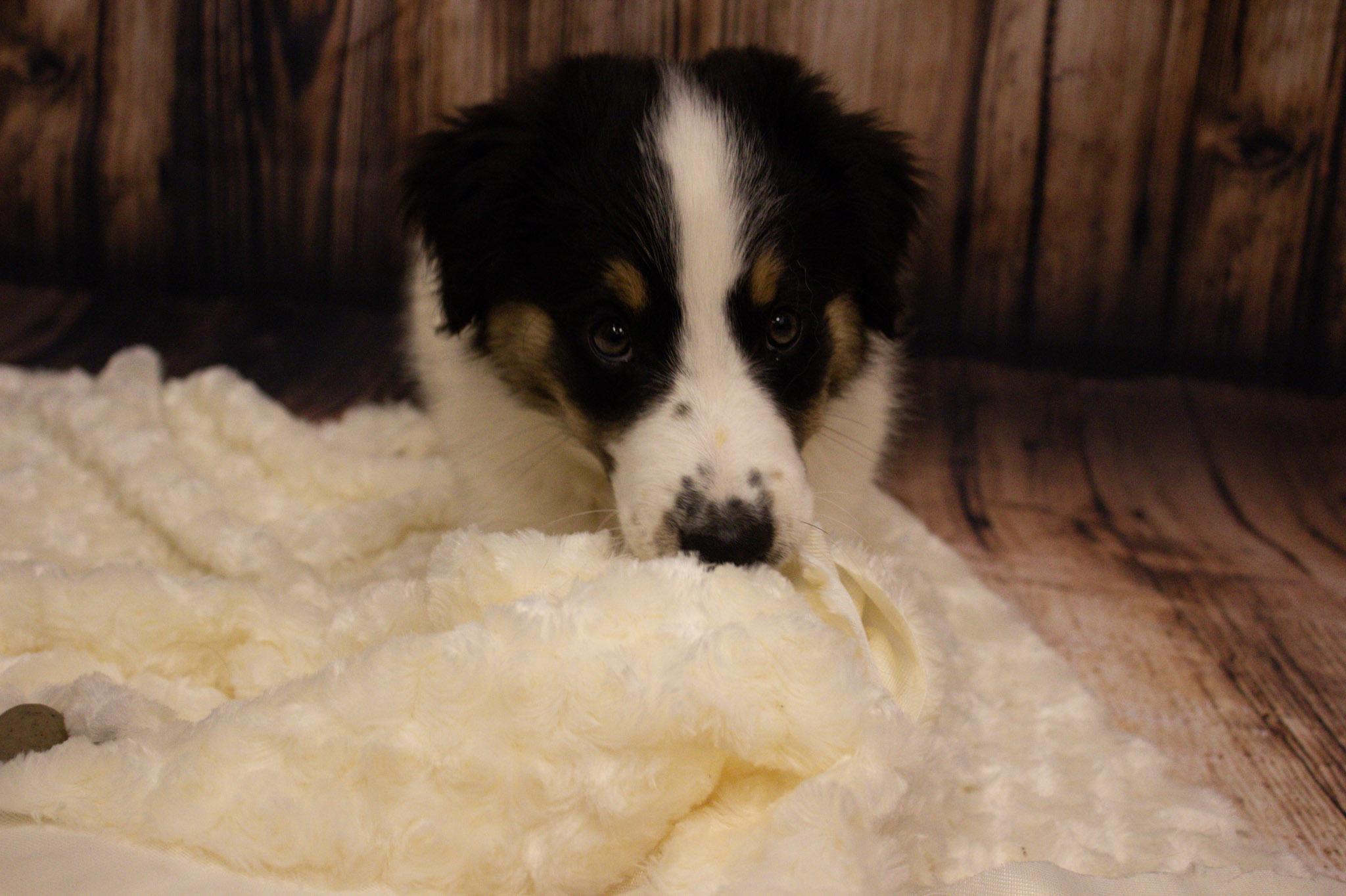 Enlarge Scout, an adopted mixed breed in Neillsville, WI image 5/6
