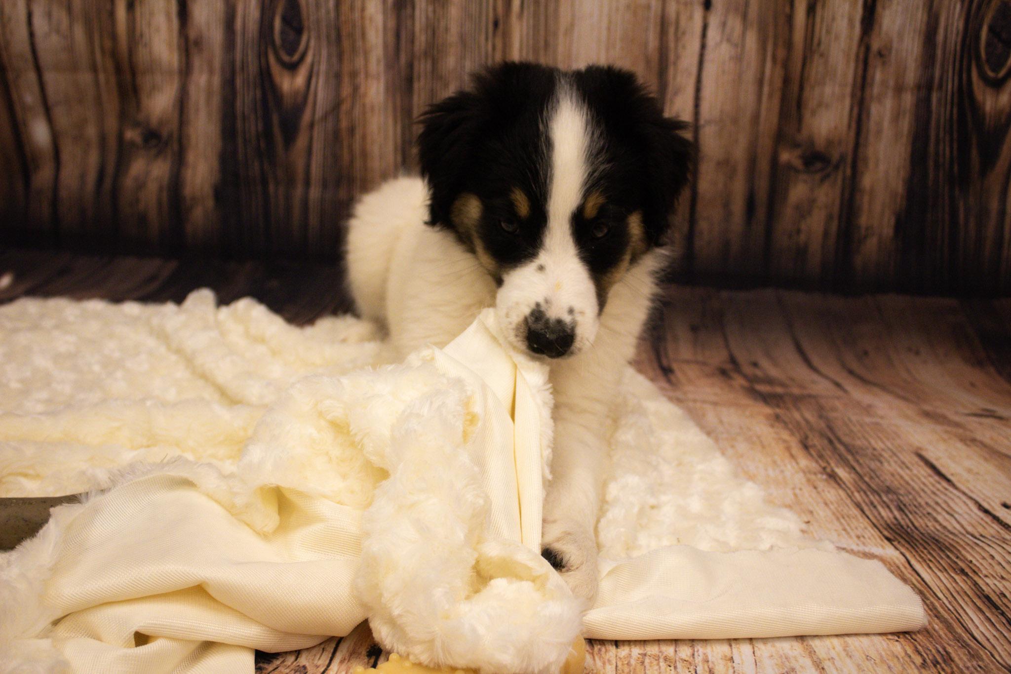 Enlarge Scout, an adopted mixed breed in Neillsville, WI image 3/6