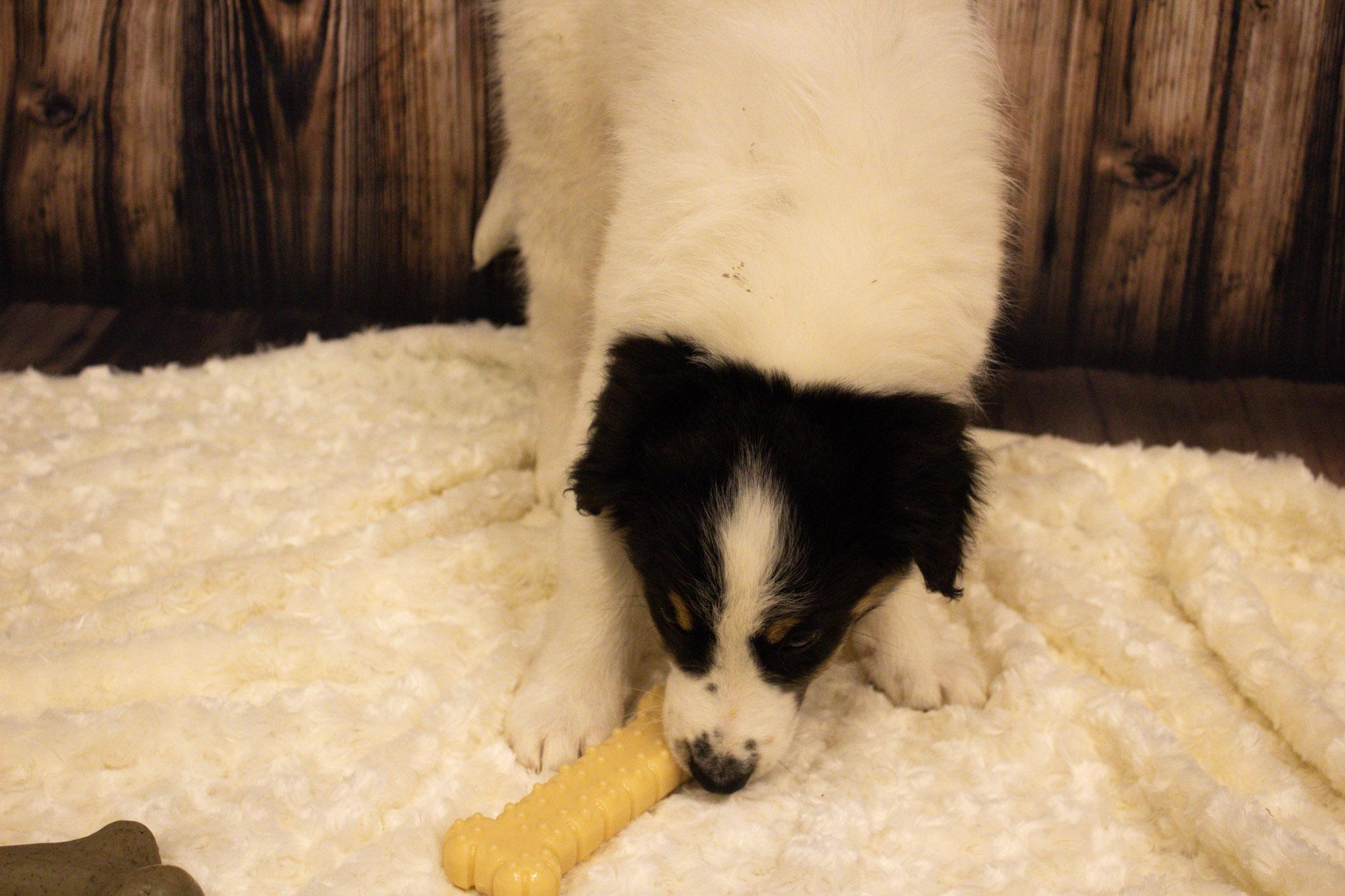 Enlarge Scout, an adopted mixed breed in Neillsville, WI image 4/6