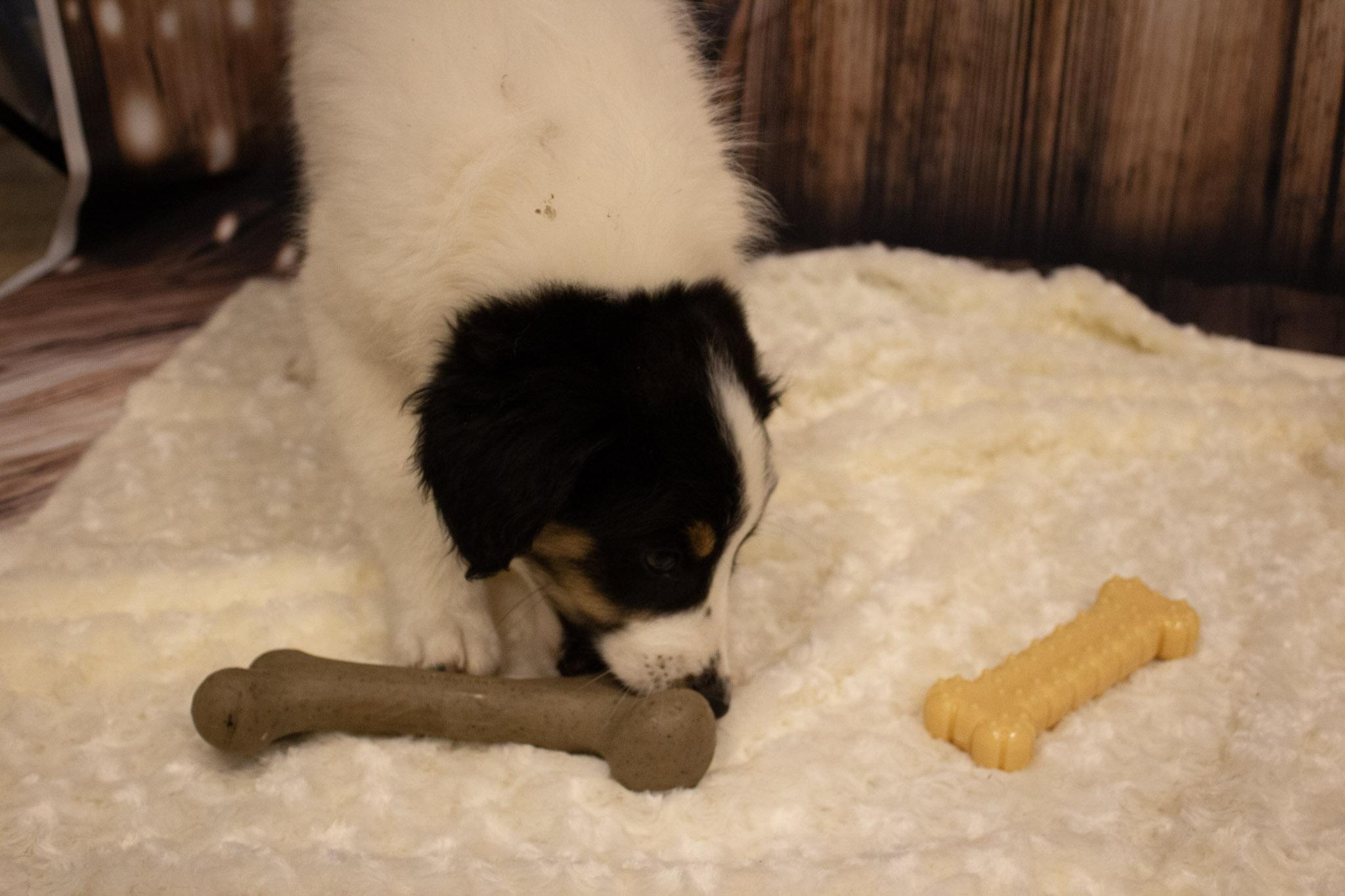 Enlarge Scout, an adopted mixed breed in Neillsville, WI image 2/6