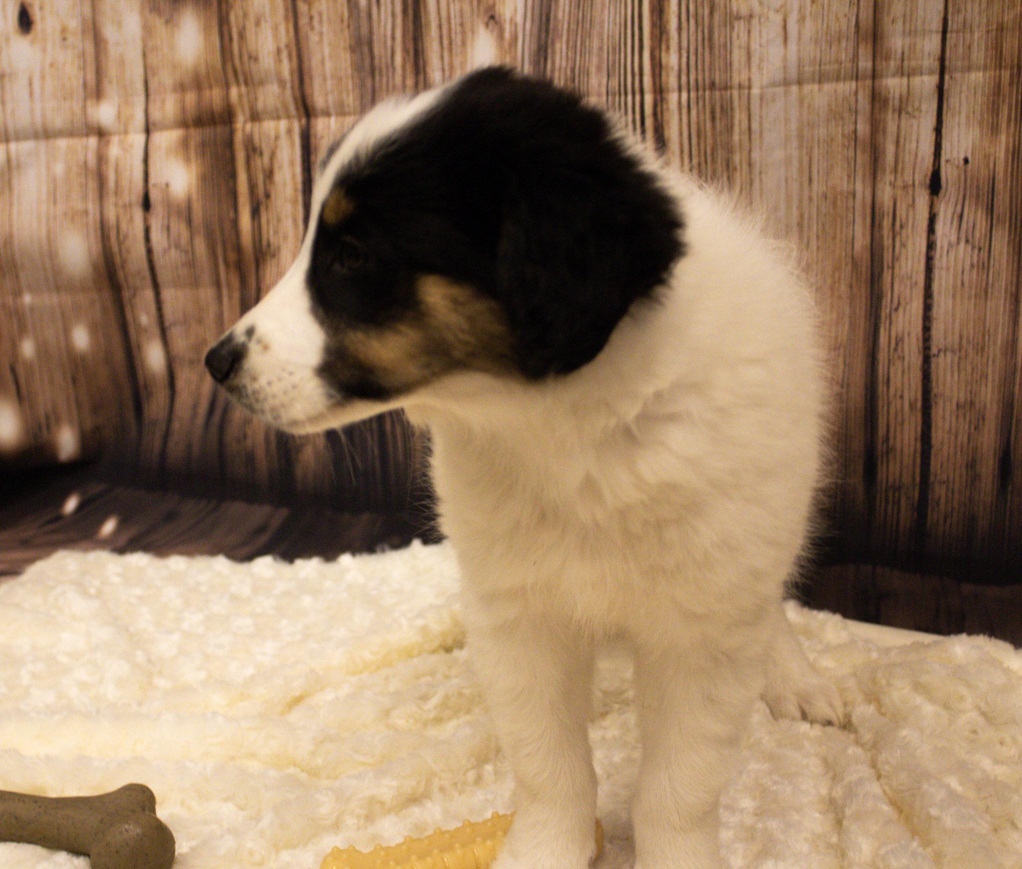 Enlarge Scout, an adopted mixed breed in Neillsville, WI image 6/6
