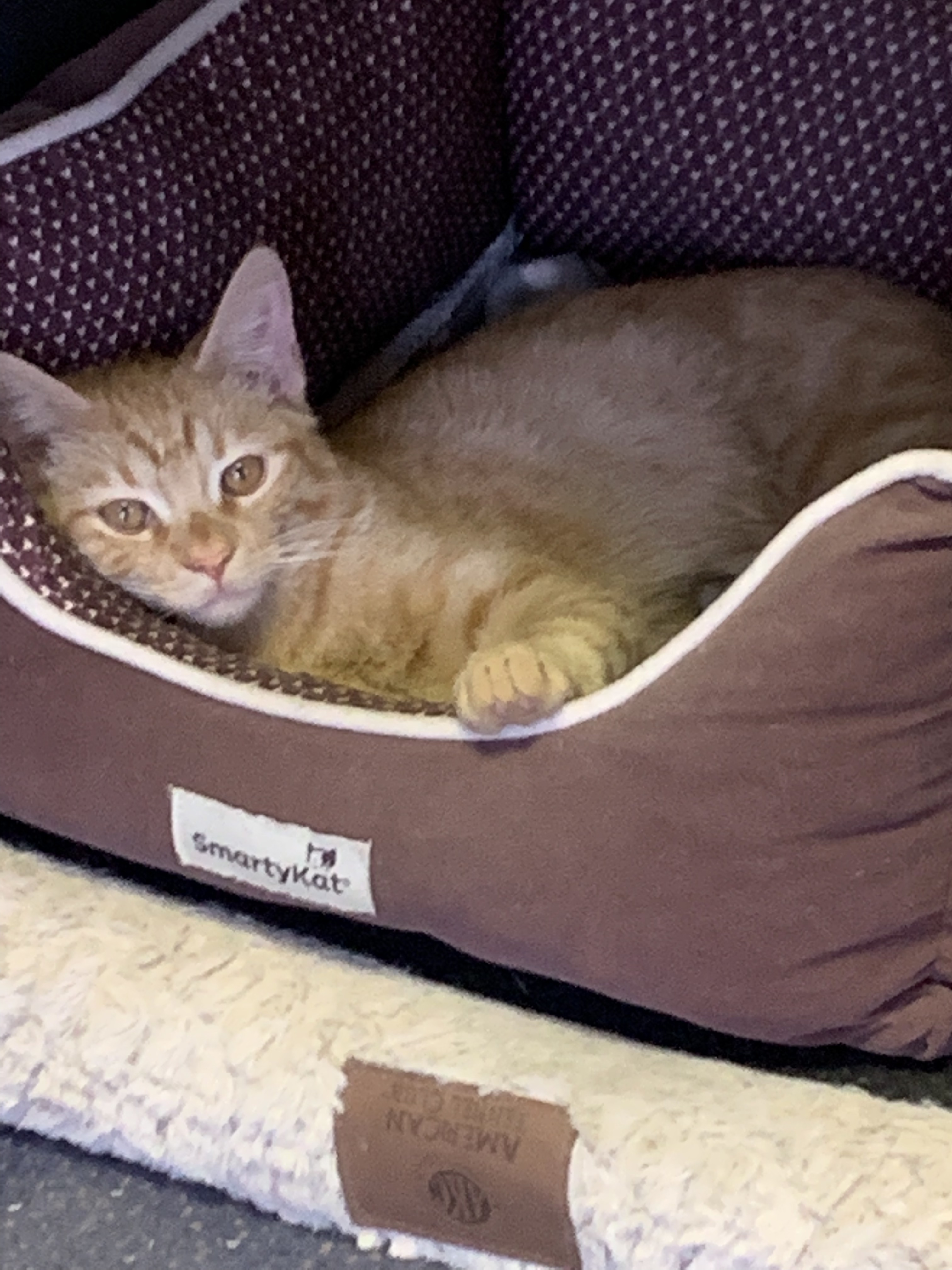 Enlarge Wesley & Bacon, a Adoptable Domestic Short Hair in Walnut, CA image 1/5