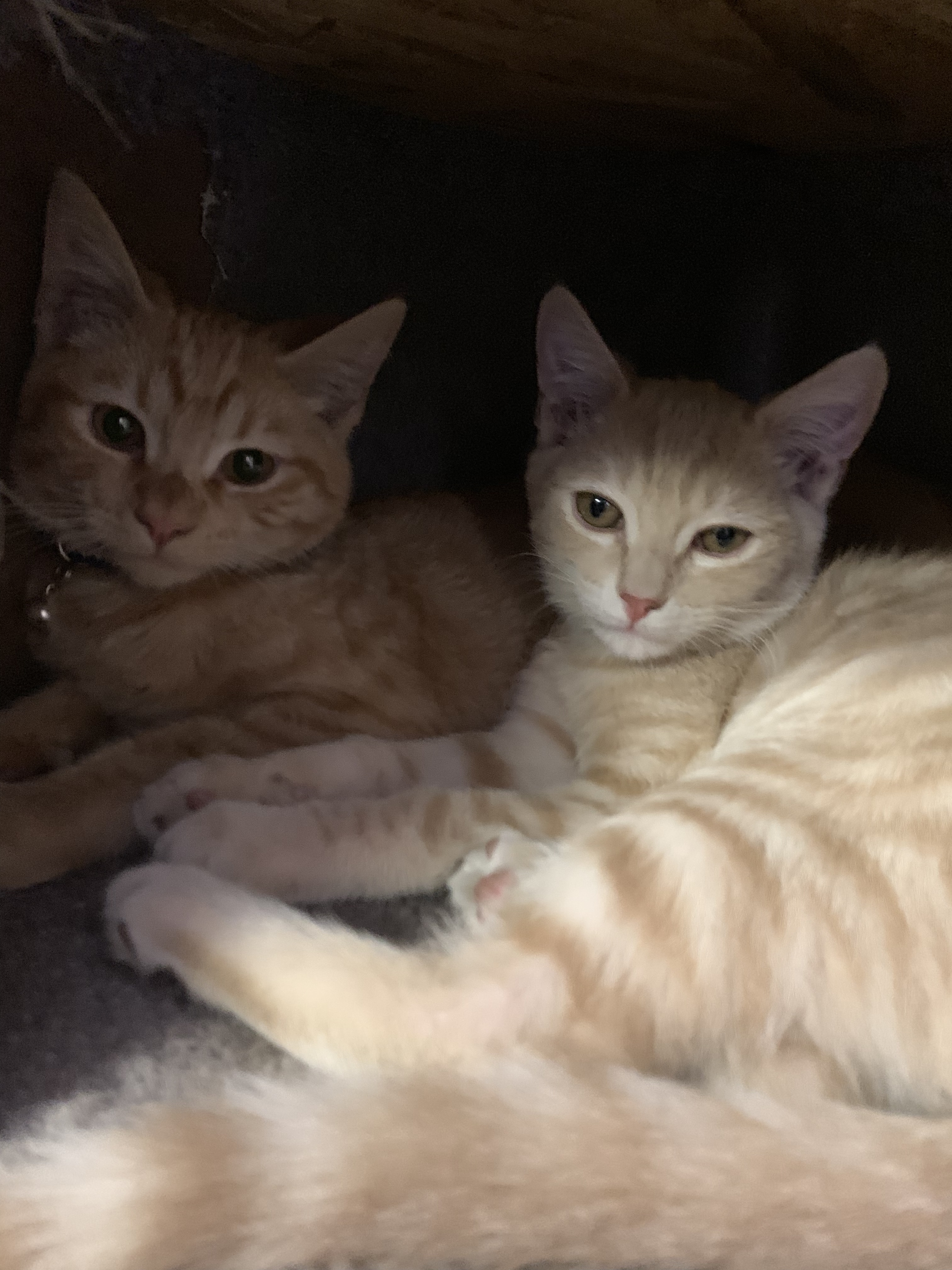 Enlarge Wesley & Bacon, a Adoptable Domestic Short Hair in Walnut, CA image 2/5