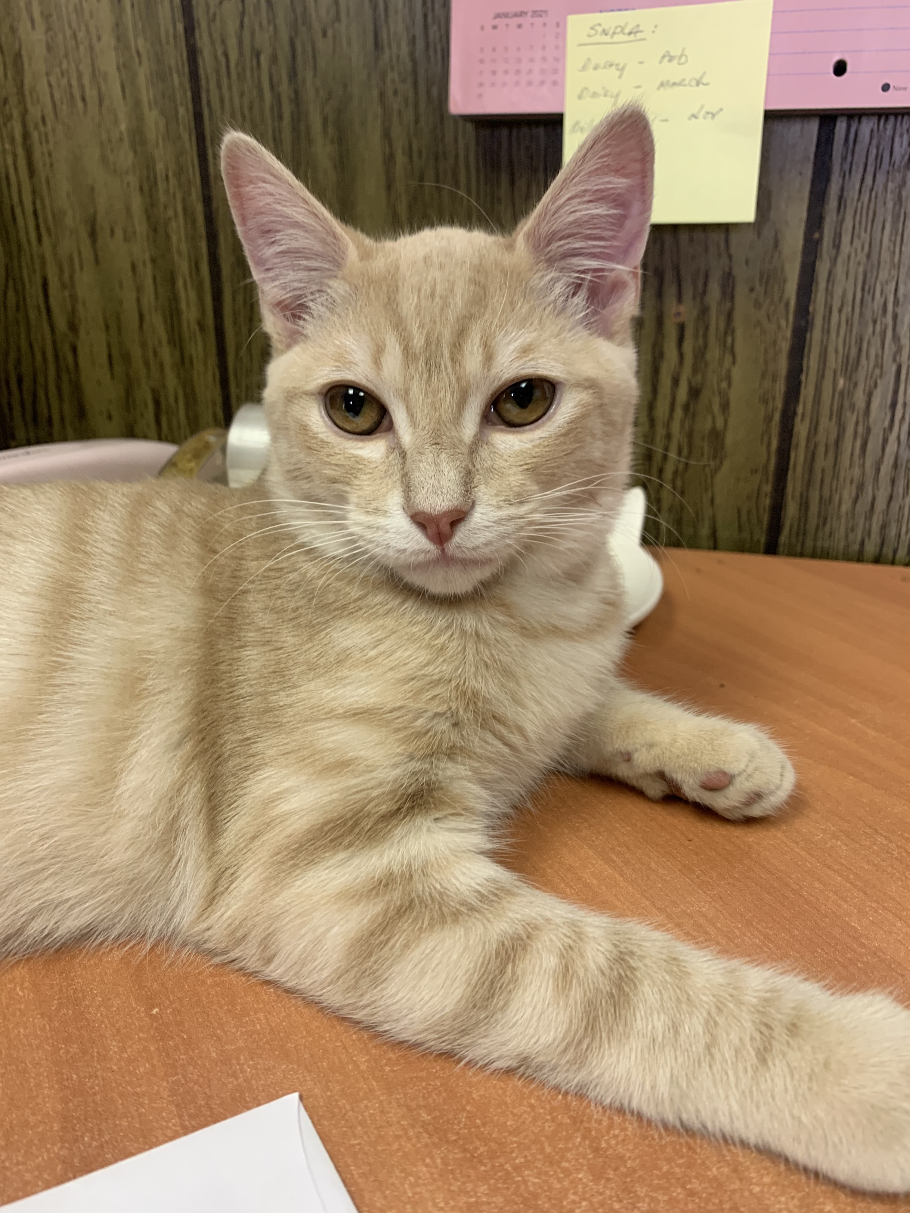 Enlarge Wesley & Bacon, a Adoptable Domestic Short Hair in Walnut, CA image 3/5