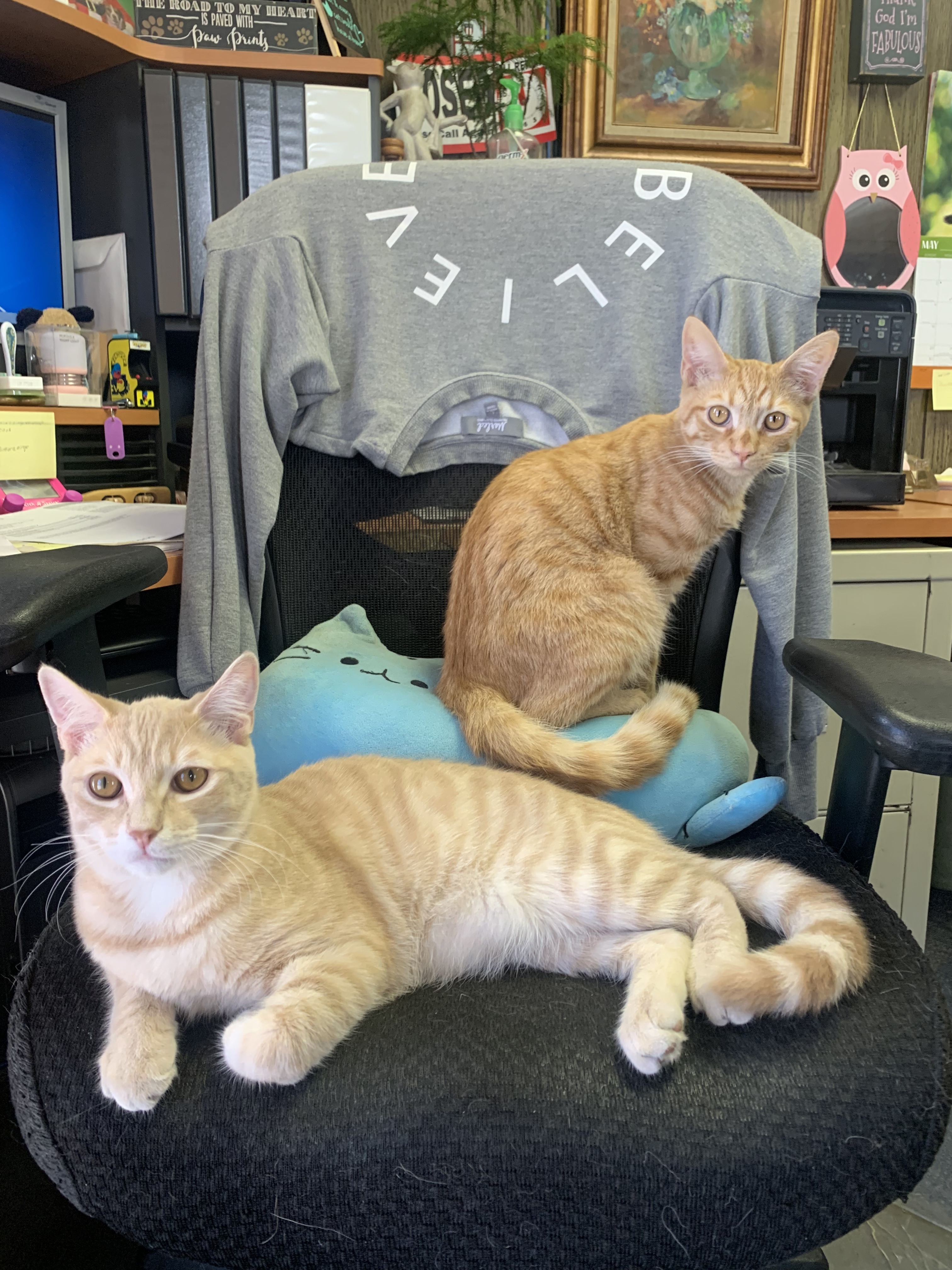 Enlarge Wesley & Bacon, a Adoptable Domestic Short Hair in Walnut, CA image 4/5