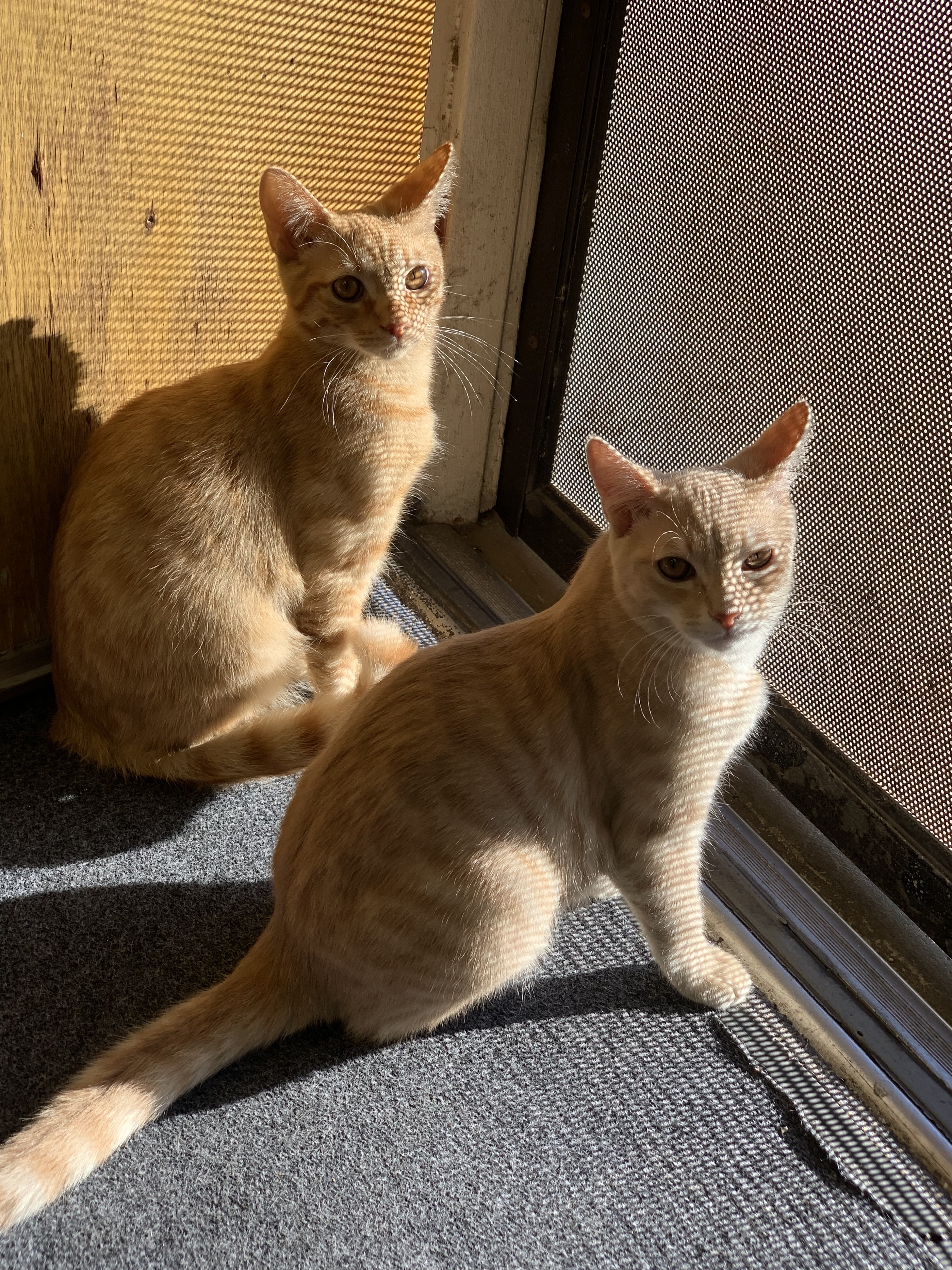 Enlarge Wesley & Bacon, a Adoptable Domestic Short Hair in Walnut, CA image 5/5