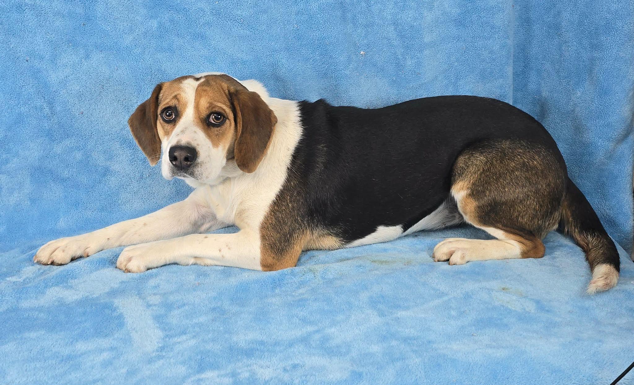 Enlarge Cordelia, a ADOPTABLE mixed breed in Newport, TN image 3/3