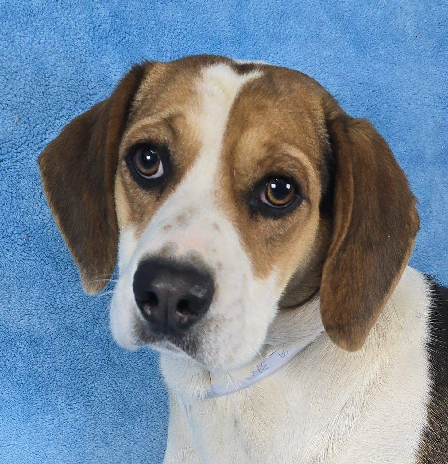 Cordelia, ADOPTABLE, Young Female Harrier.