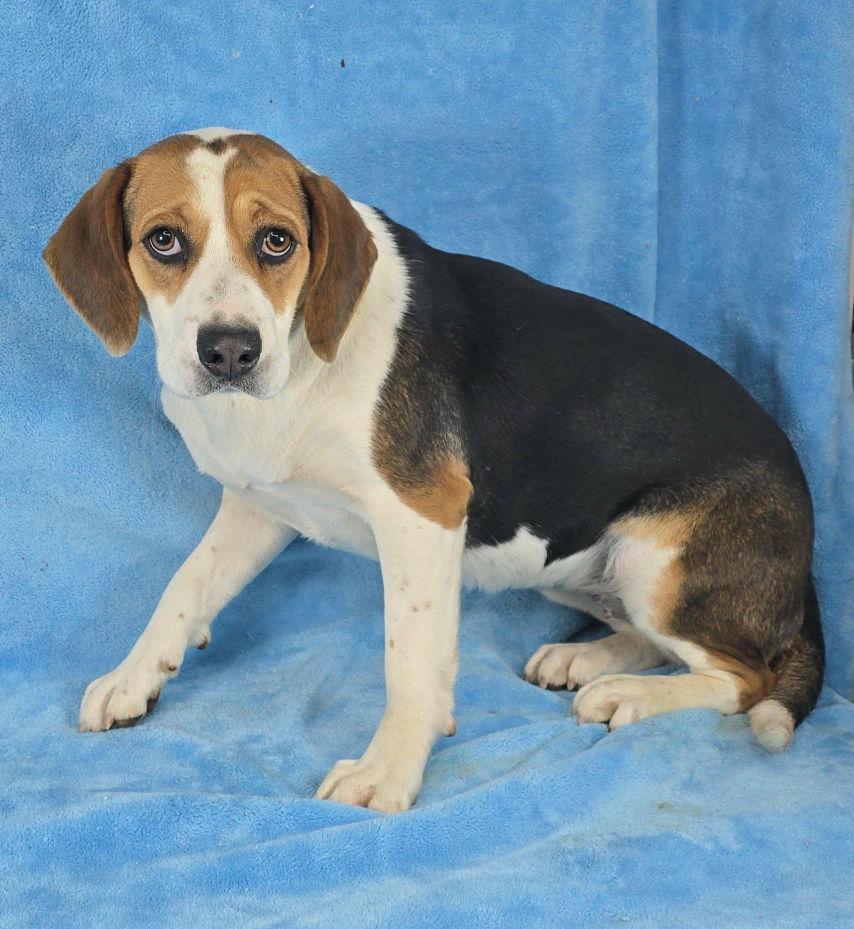 Enlarge Cordelia, a ADOPTABLE mixed breed in Newport, TN image 2/3