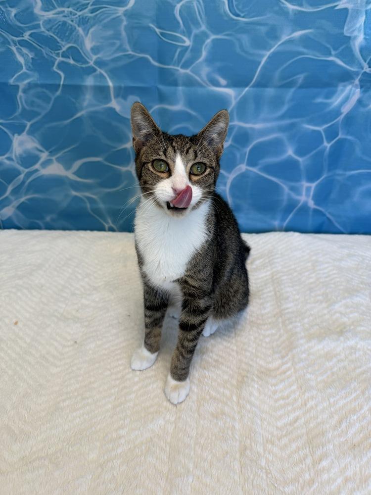 Redbull, Adoptable, Young Male Domestic Short Hair.