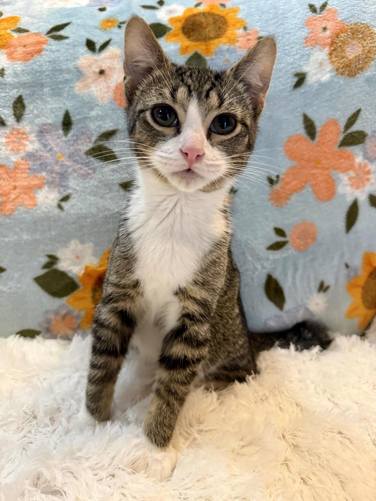 Redbull, a Adoptable Domestic Short Hair in Wheaton, IL image 1/6