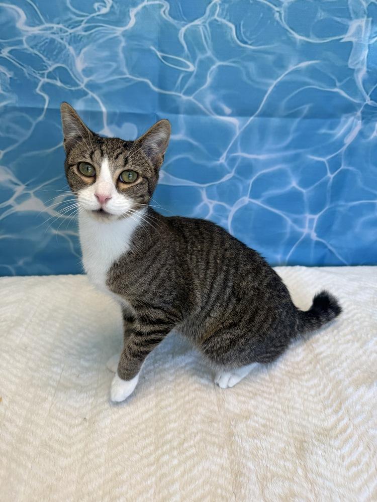Redbull, a Adoptable Domestic Short Hair in Wheaton, IL image 2/4