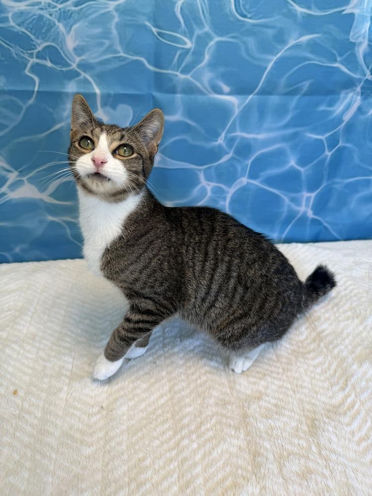Redbull, a Adoptable Domestic Short Hair in Wheaton, IL image 3/4