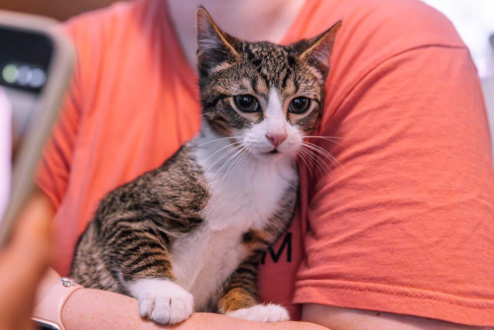 Redbull, a Adoptable Domestic Short Hair in Wheaton, IL image 2/6