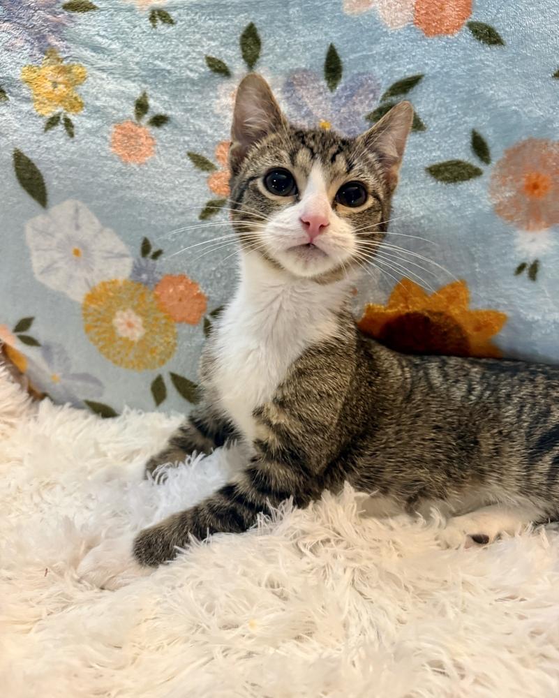 Redbull, a Adoptable Domestic Short Hair in Wheaton, IL image 3/6