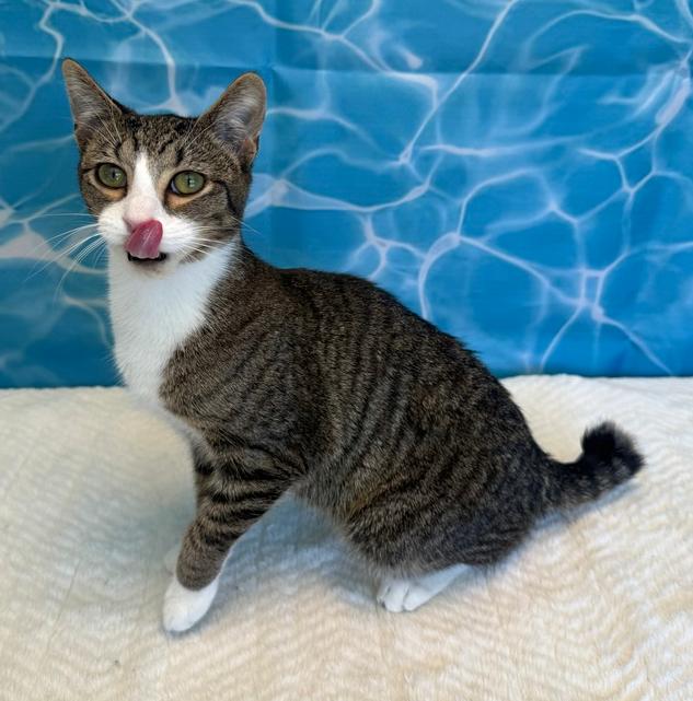 Redbull, a Adoptable Domestic Short Hair in Wheaton, IL image 4/4