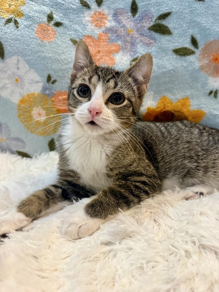 Redbull, a Adoptable Domestic Short Hair in Wheaton, IL image 4/6