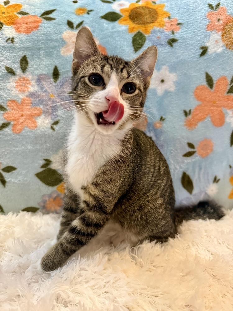 Redbull, a Adoptable Domestic Short Hair in Wheaton, IL image 5/6