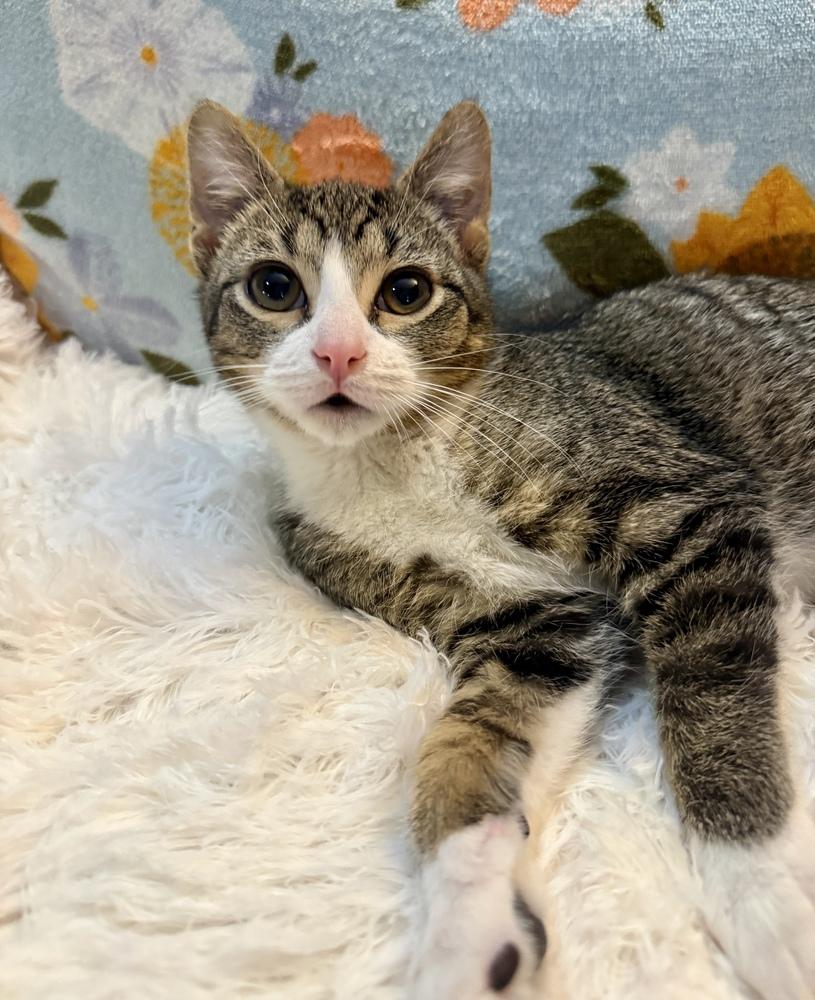 Redbull, a Adoptable Domestic Short Hair in Wheaton, IL image 6/6