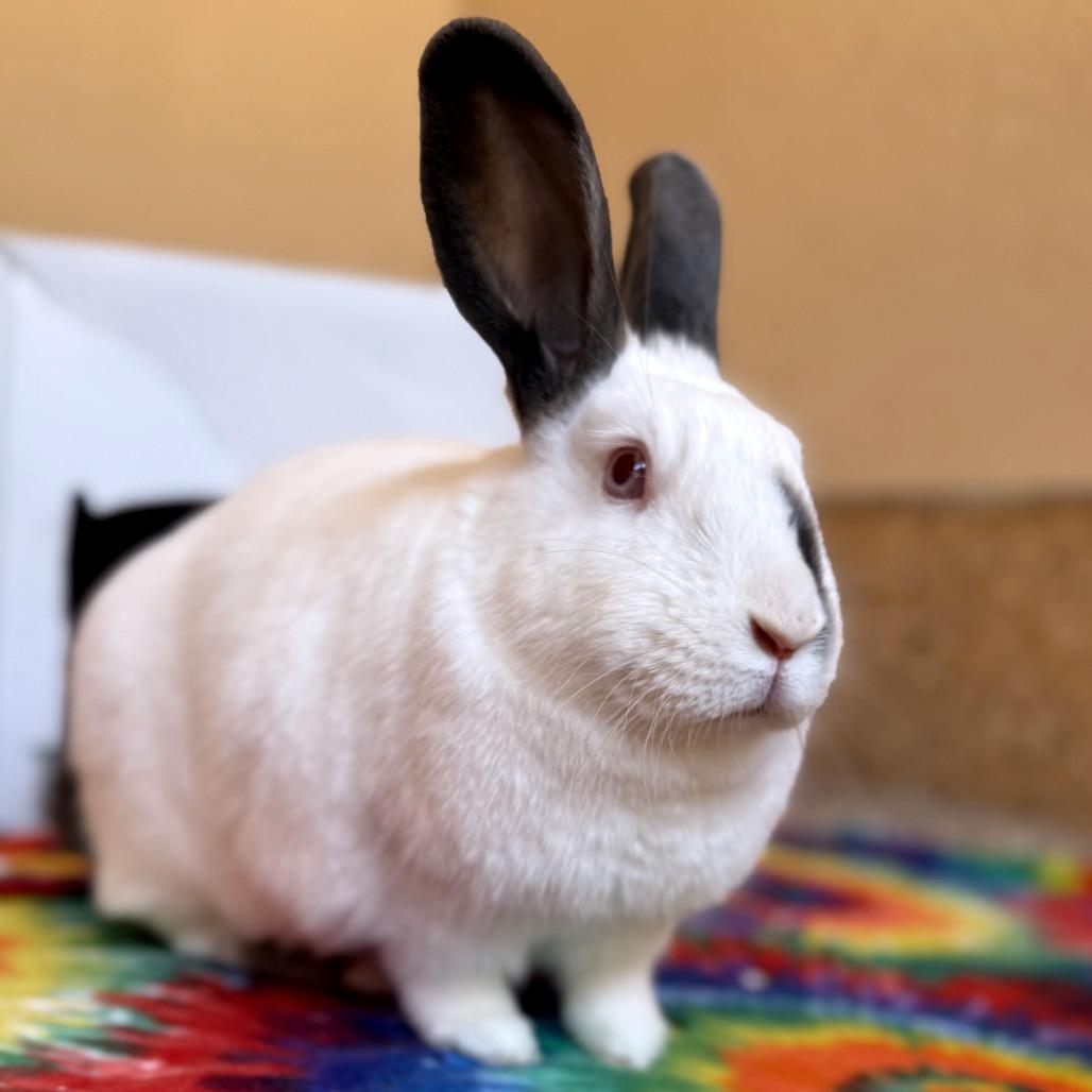 Daisy, a Adoptable Californian in Kanab, UT image 3/3