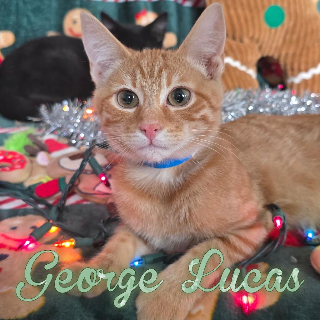George Lucas, a Adoptable Domestic Short Hair in Hillsboro, OH image 1/2