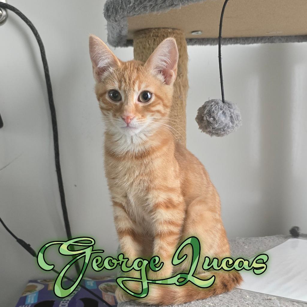 George Lucas, a Adoptable Domestic Short Hair in Hillsboro, OH image 2/2