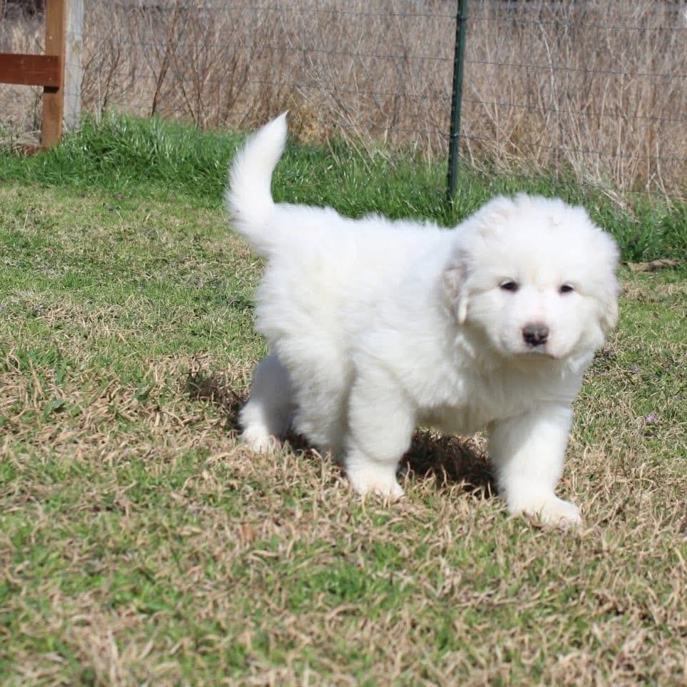 Polar — thumbnail 3