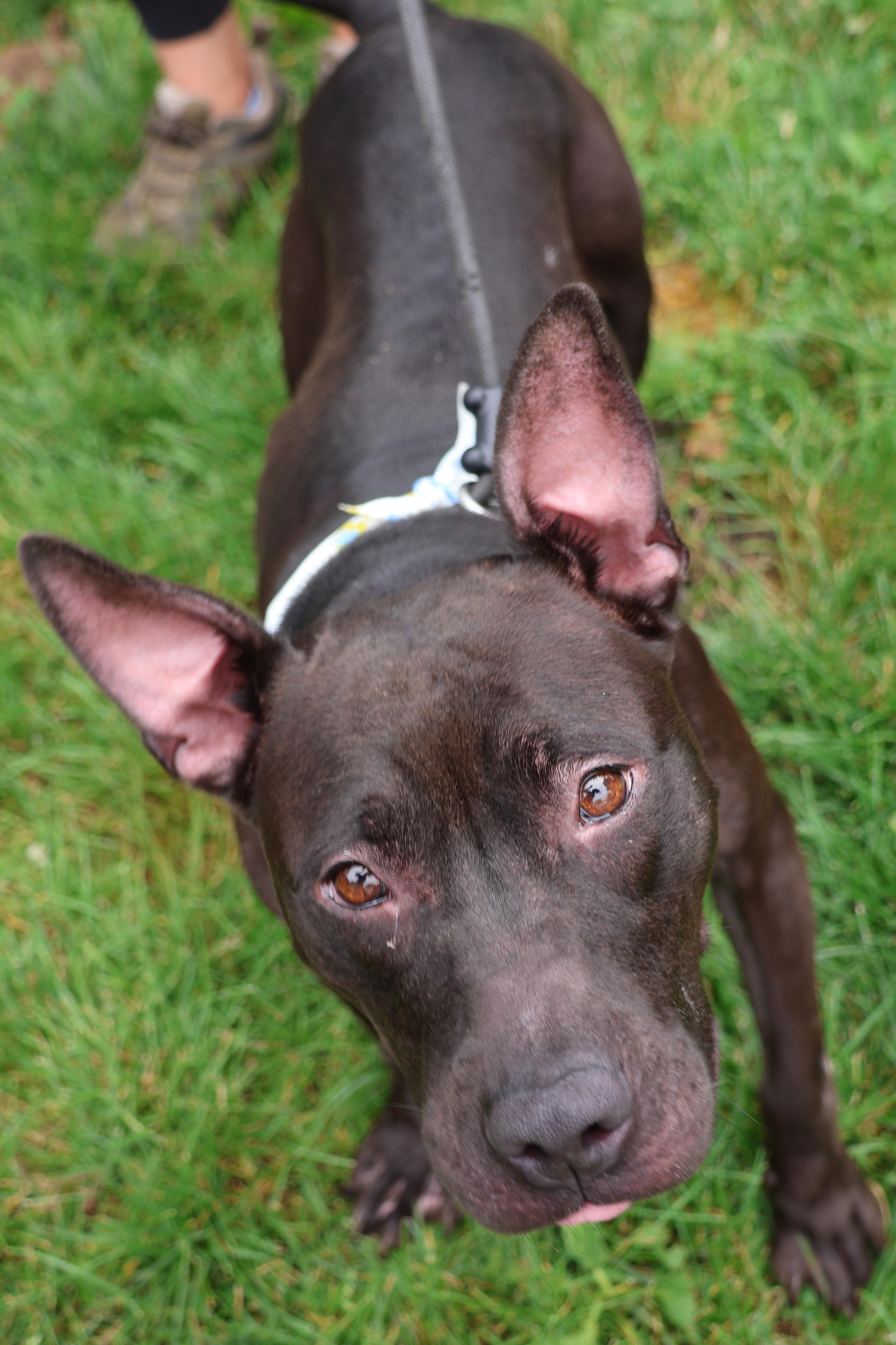 Belle, Adult Female unknown