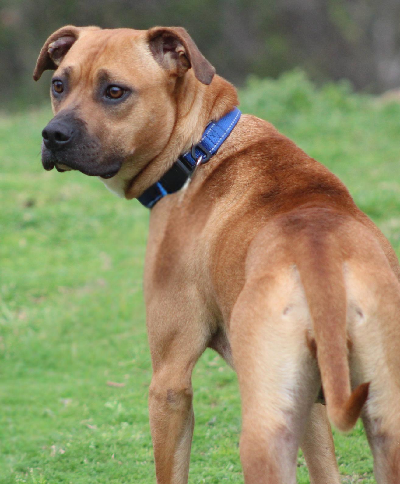 Kacy, ADOPTABLE, Adult Female Black Mouth Cur.