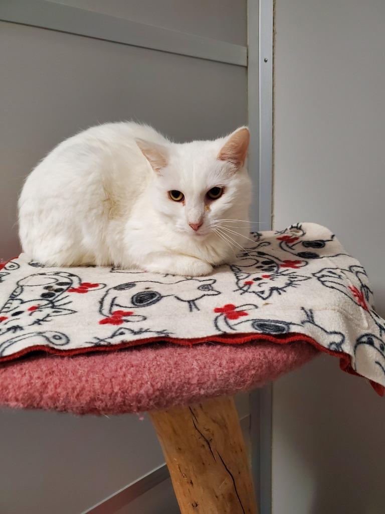 Carter, Adoptable, Adult Male Domestic Short Hair.