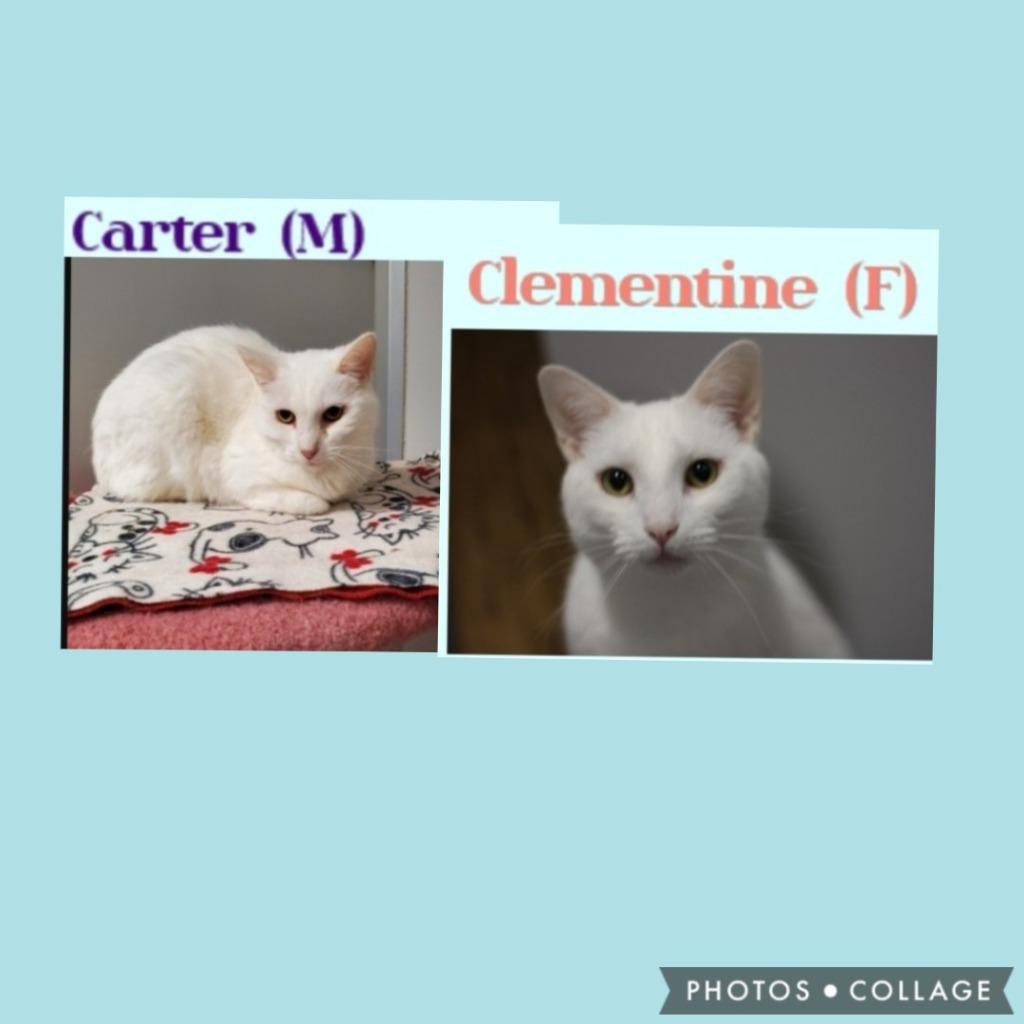 Enlarge Carter and Clementine, a Adoptable mixed breed in Rockford, IL image 1/1
