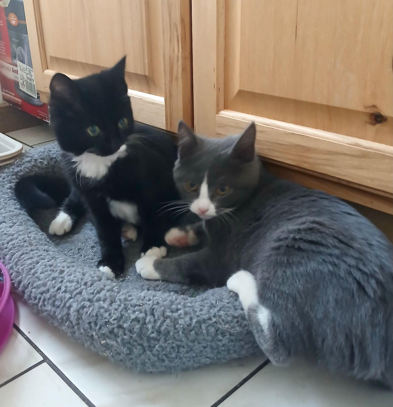 Harley & Quinn, an adopted mixed breed in Seattle, WA image 1/6