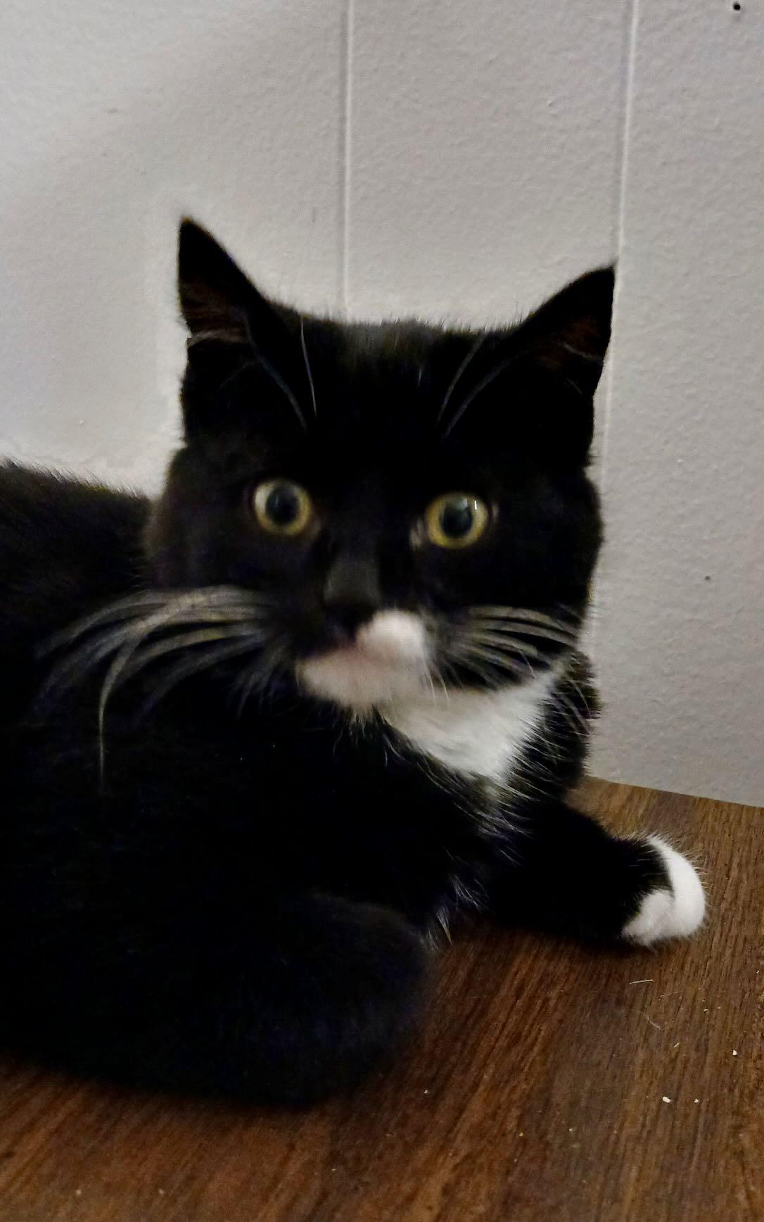 Harley & Quinn, an adopted mixed breed in Seattle, WA image 5/6