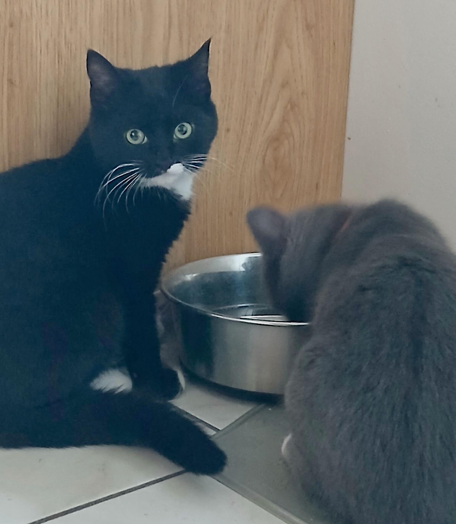 Harley & Quinn, an adopted mixed breed in Seattle, WA image 3/6