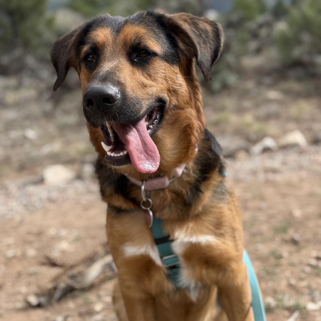 Nori, Adoptable, Adult Female Shepherd & Mixed Breed.