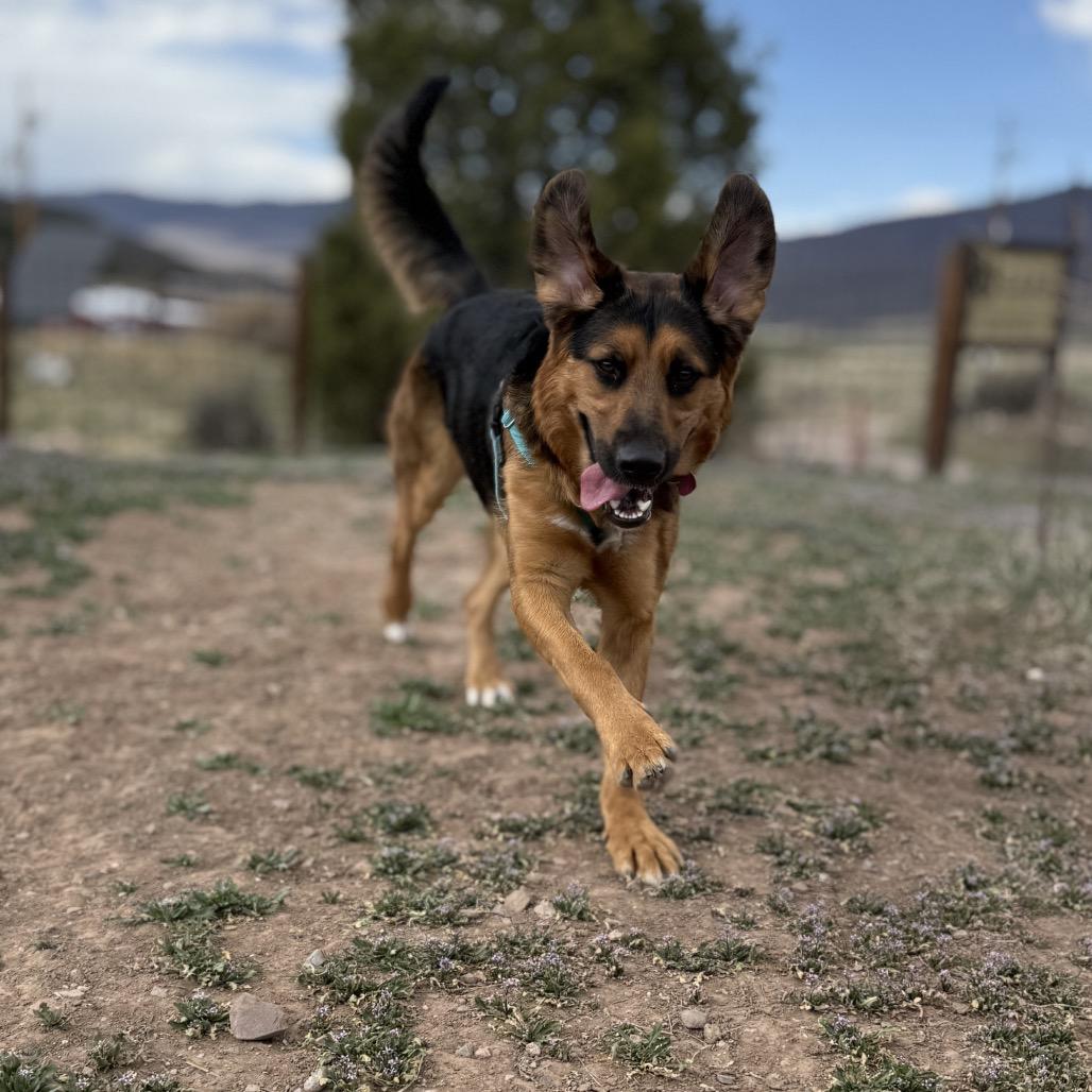 Nori, a Adoptable mixed breed in Glenwood Springs, CO image 2/4