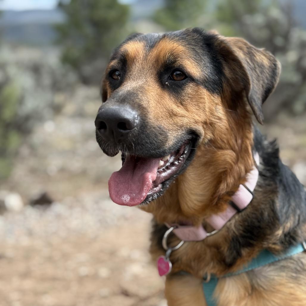 Nori, a Adoptable mixed breed in Glenwood Springs, CO image 3/4