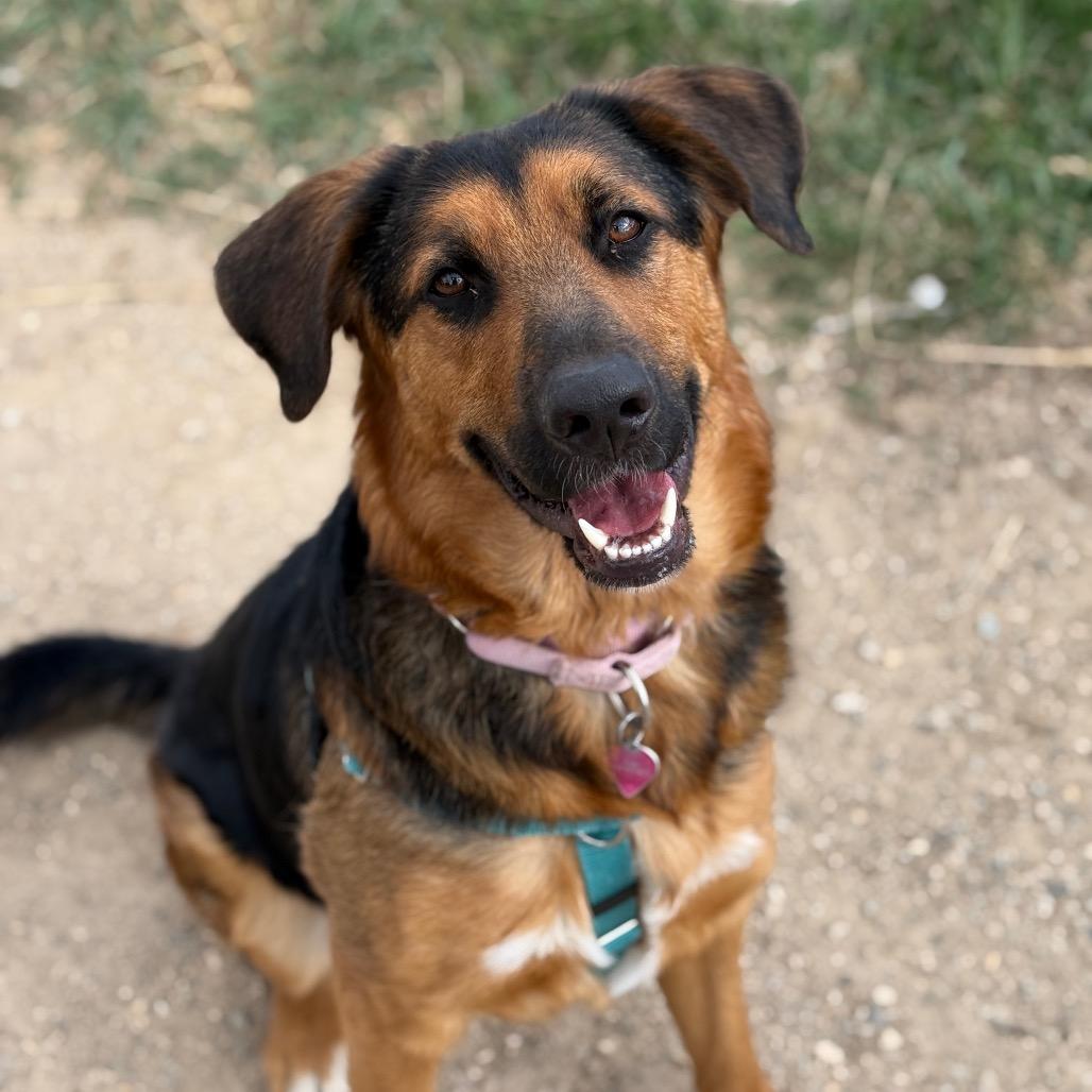 Nori, a Adoptable mixed breed in Glenwood Springs, CO image 4/4