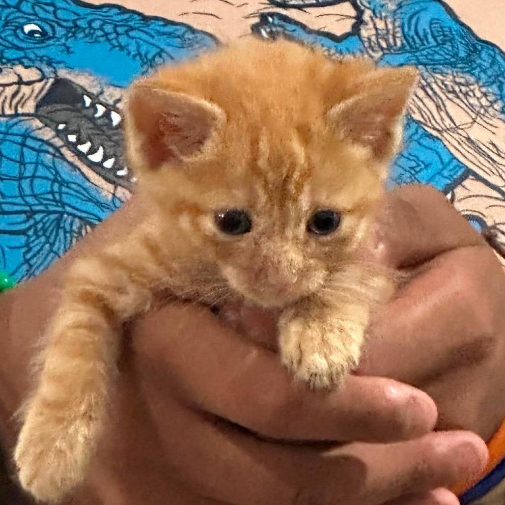 kit 3, Adoptable, Kitten Female Domestic Short Hair.