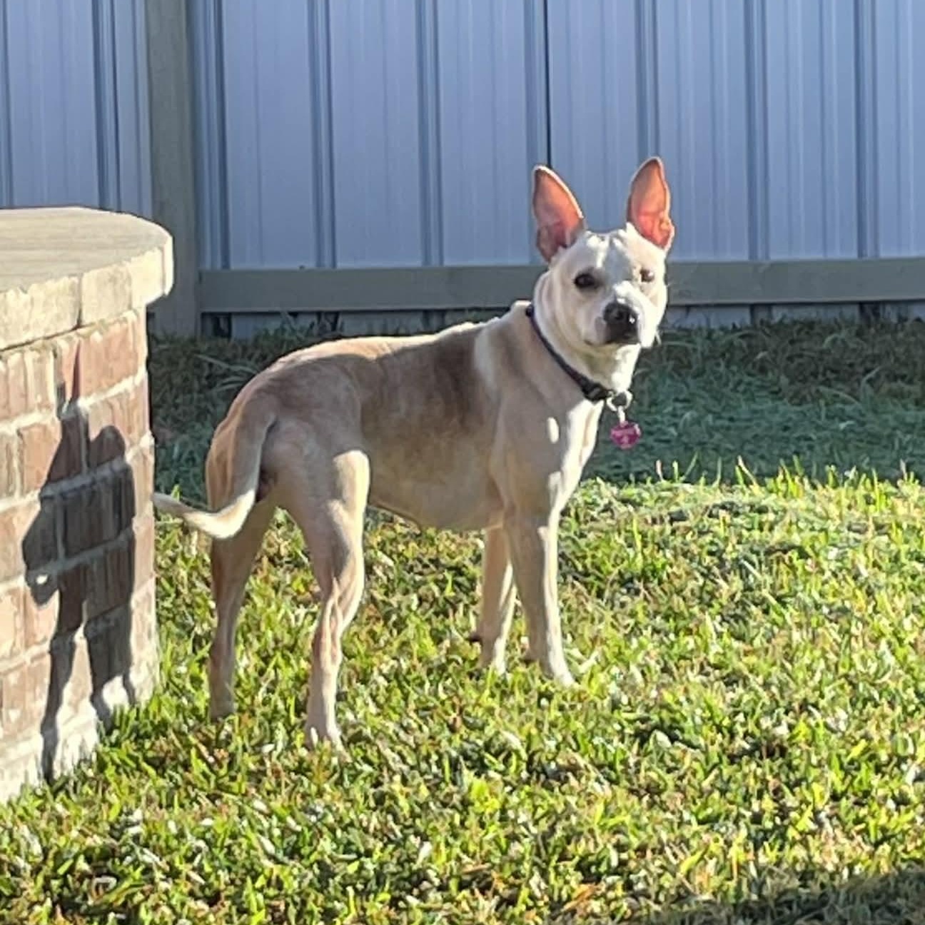 Enlarge Diamond , a ADOPTABLE Carolina Dog in Warrenton, VA image 1/1