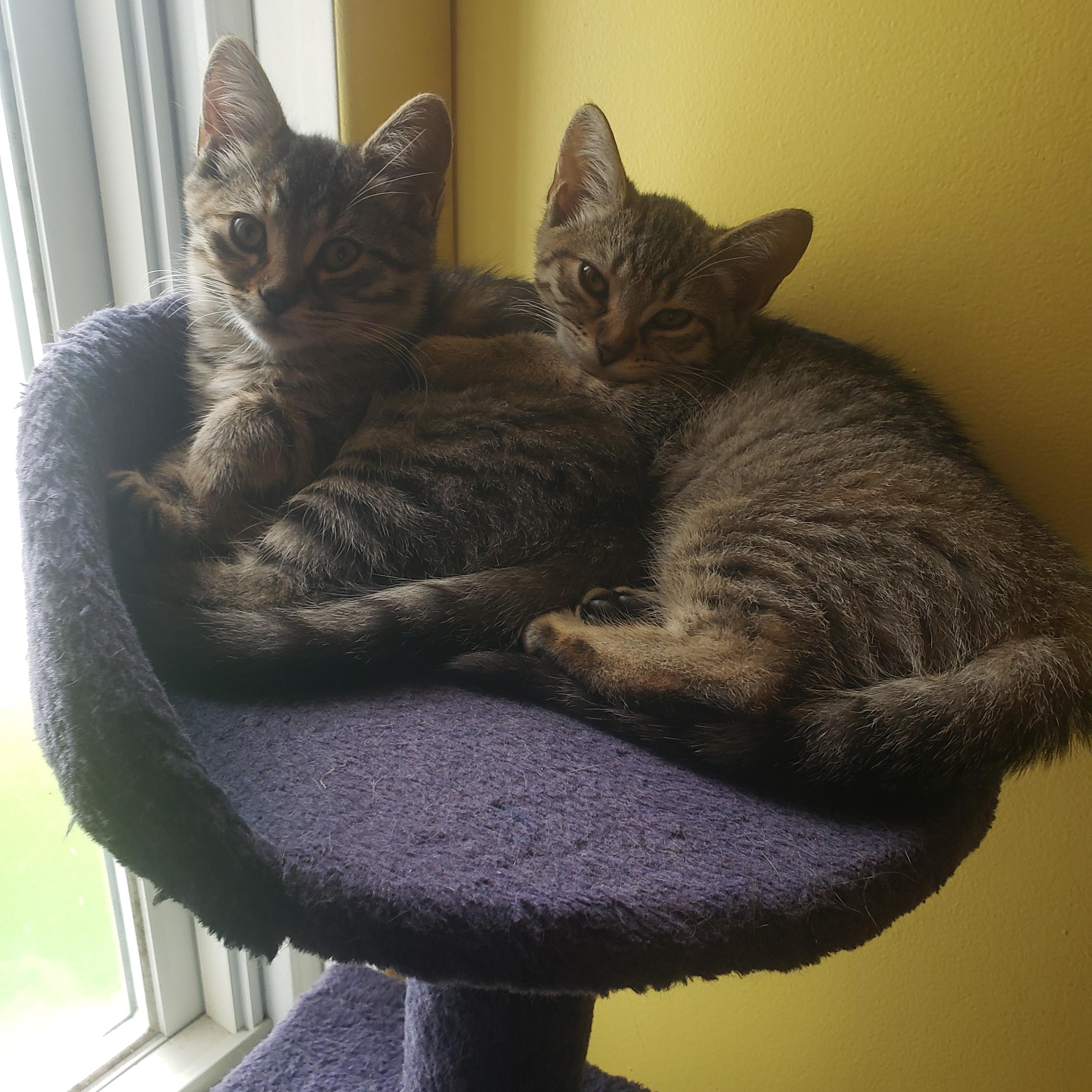Enlarge Penny, a Adopted Domestic Short Hair in Anjou, QC image 2/2