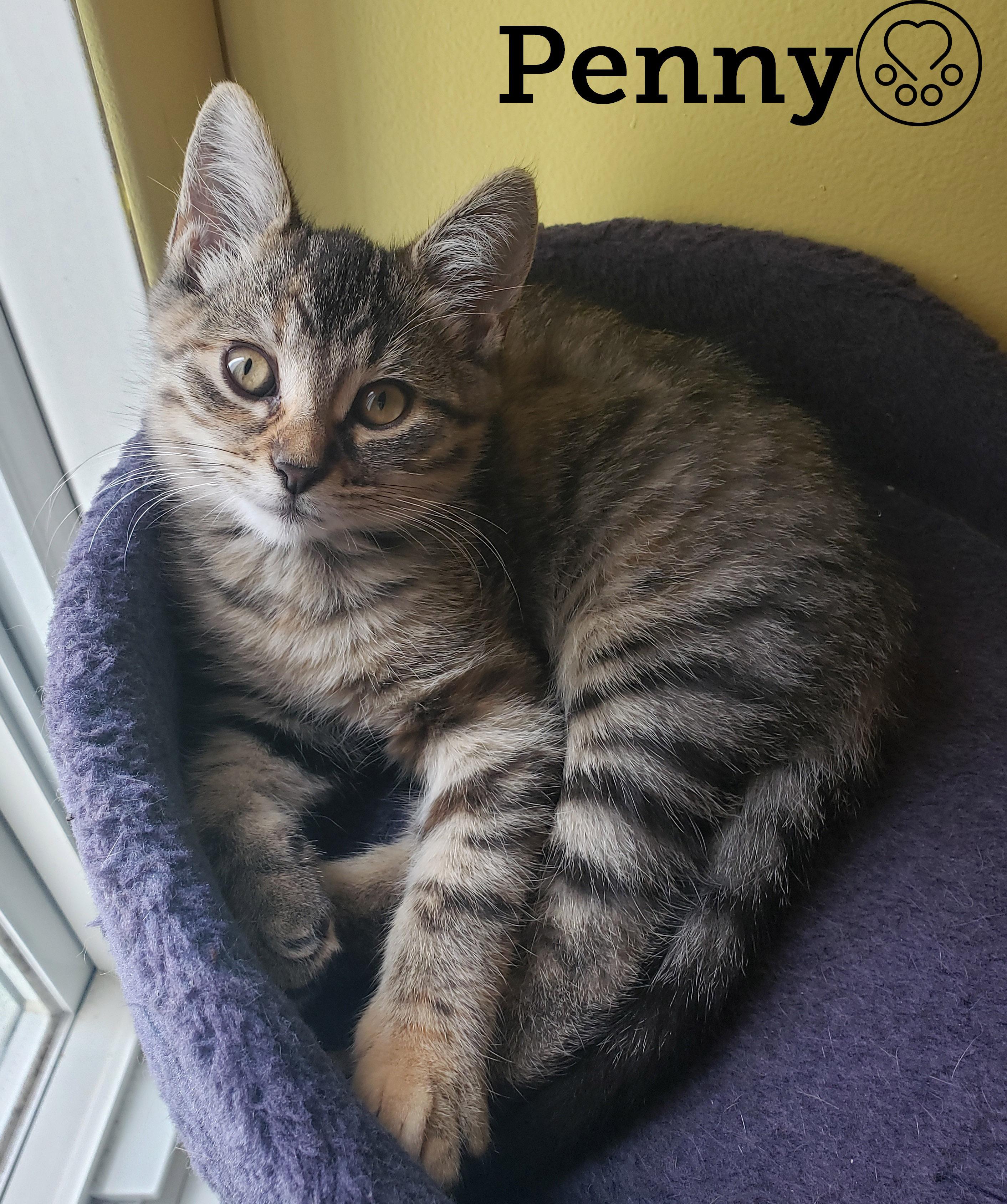 Enlarge Penny, a Adopted Domestic Short Hair in Anjou, QC image 1/2