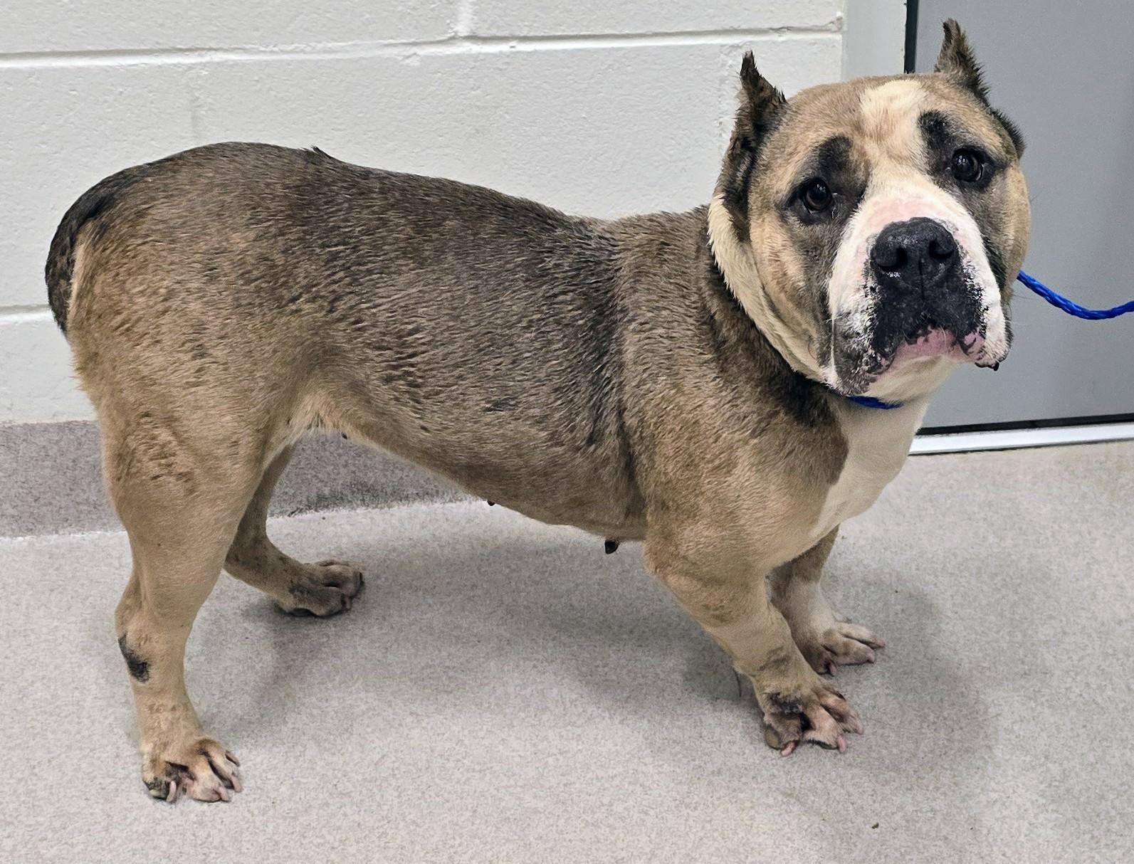 26-281, adopted, Adult Female American Bully.