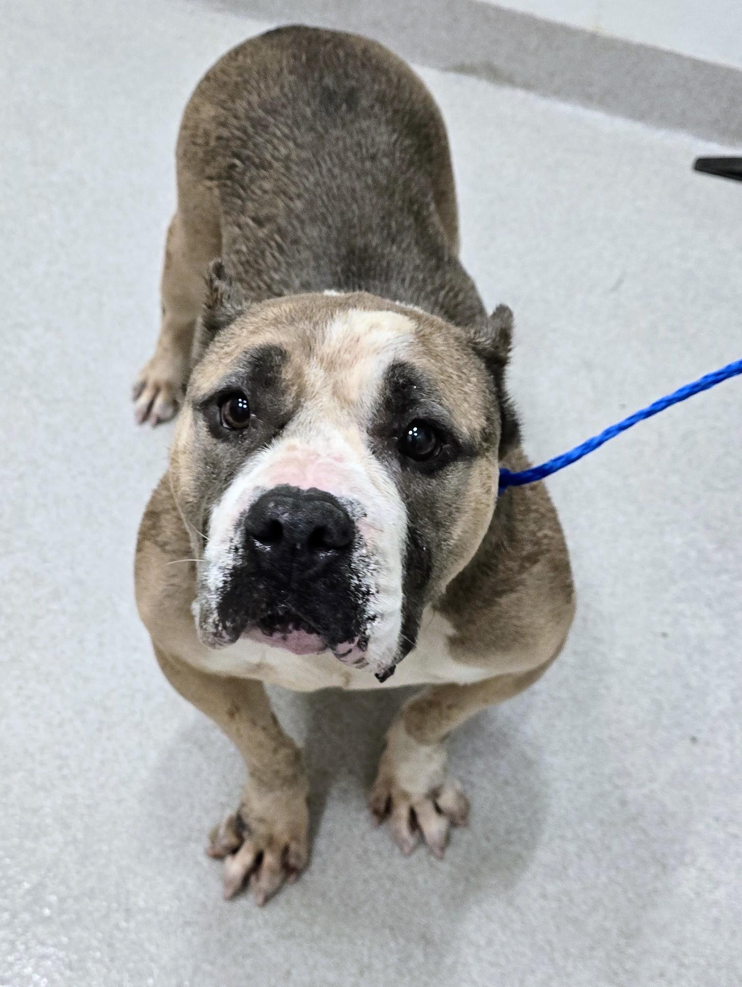 26-281, an adopted American Bully in Amityville, NY image 2/2