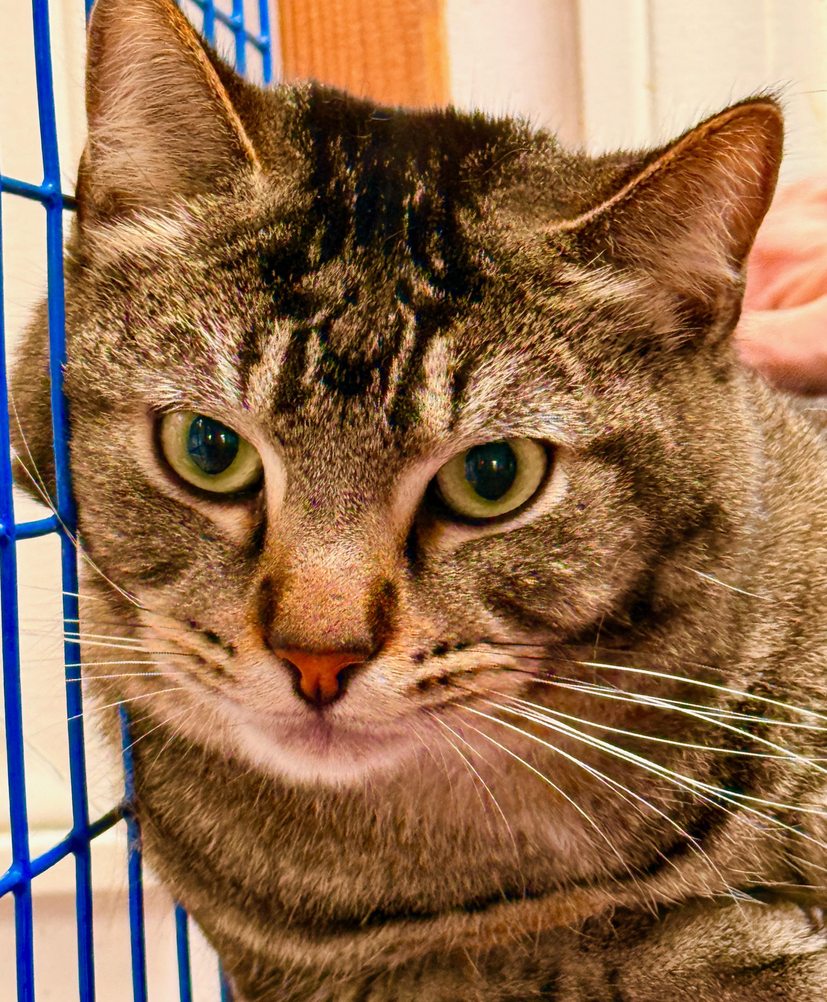 Corn Pops (Crunch Berry), ADOPTABLE, Adult Male Maine Coon.